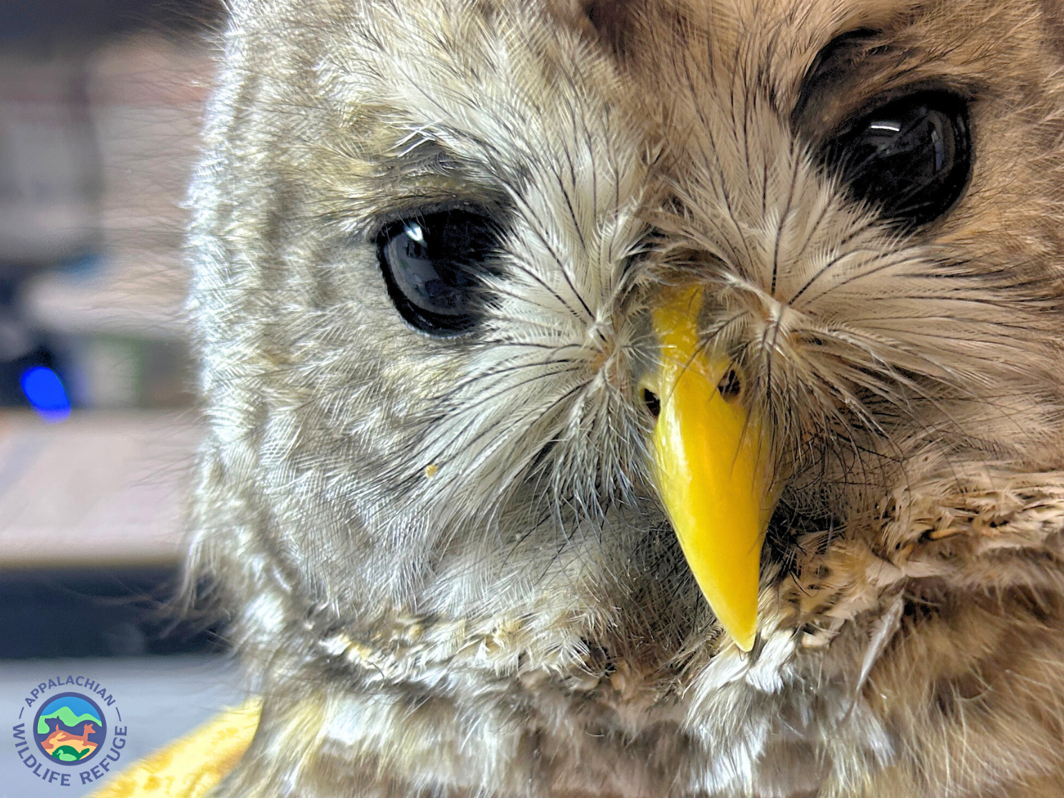 Campaign cover image for Meals, Meds, and Miracles