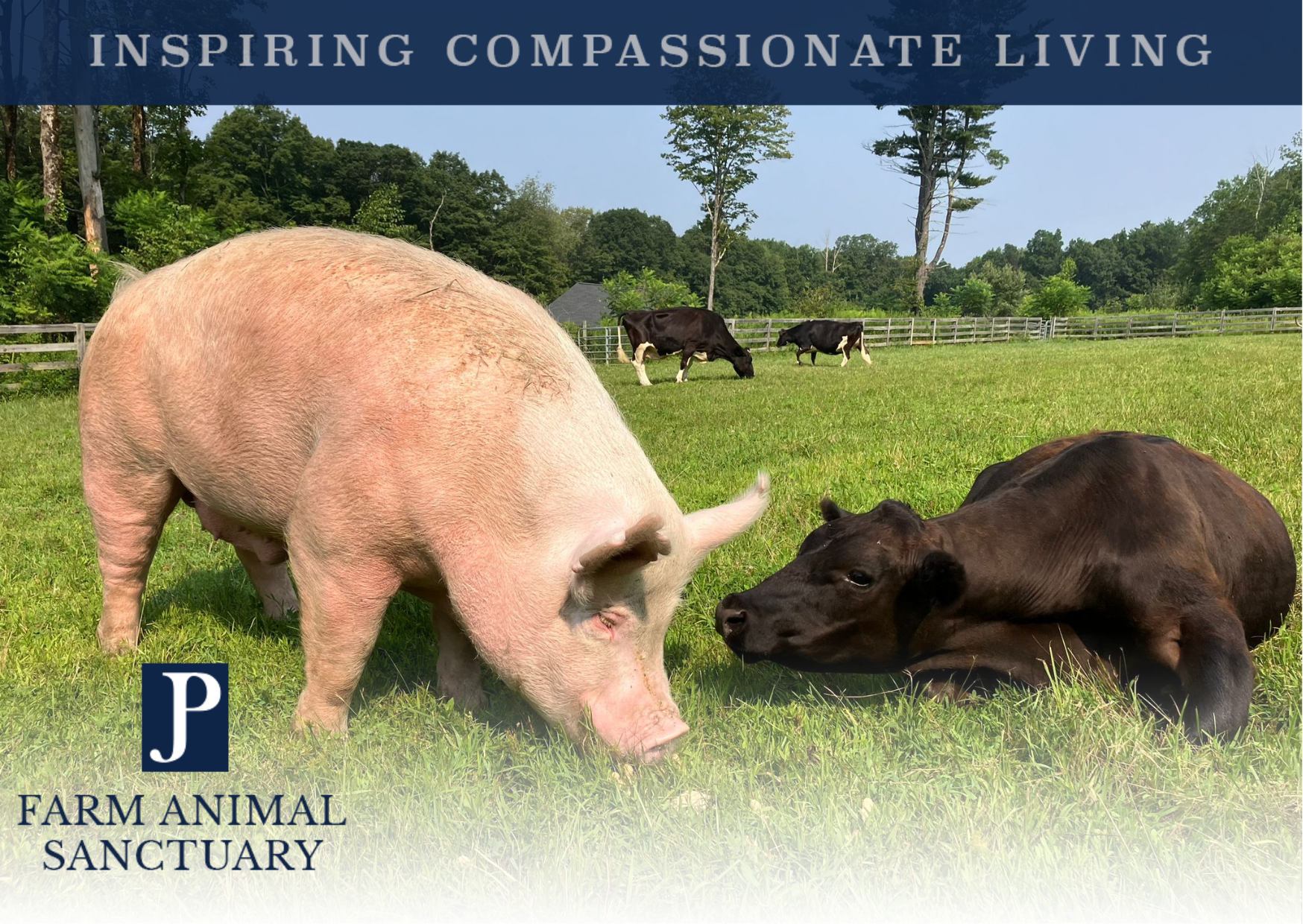 Campaign cover image for JP Farm Animal Sanctuary Visitor Day