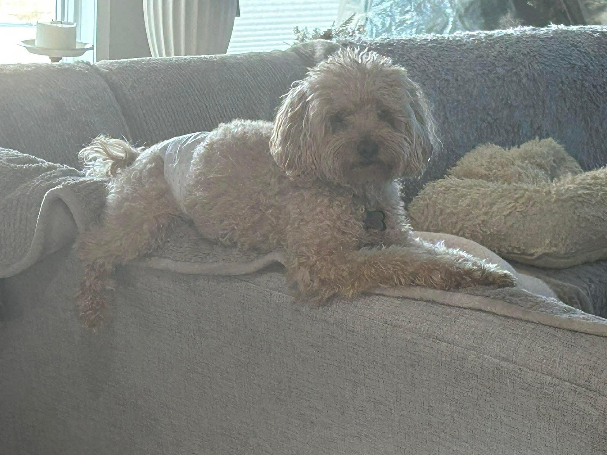 Campaign cover for Help Cover Koda’s Dental Care