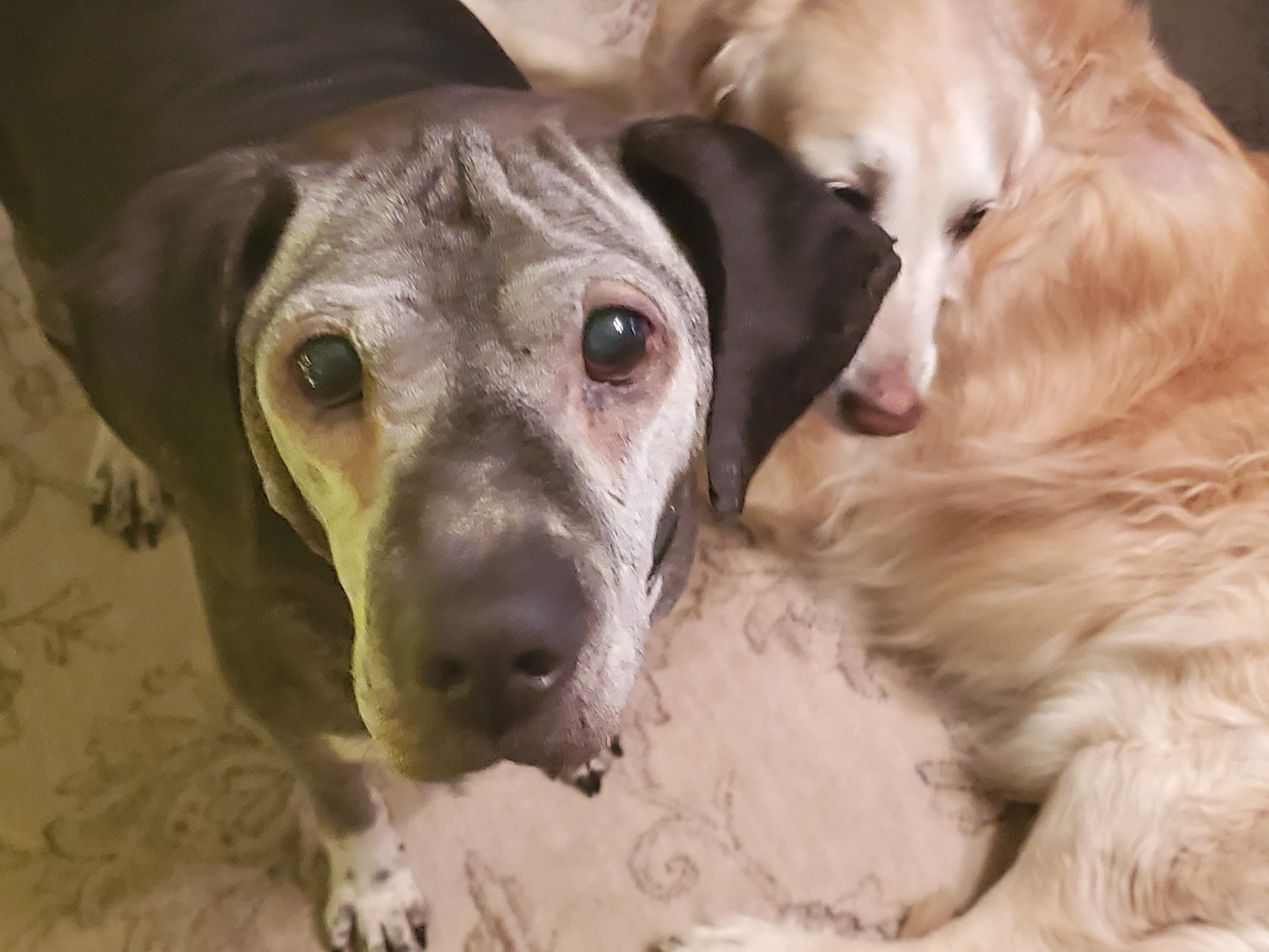 Campaign cover image for Golden Years