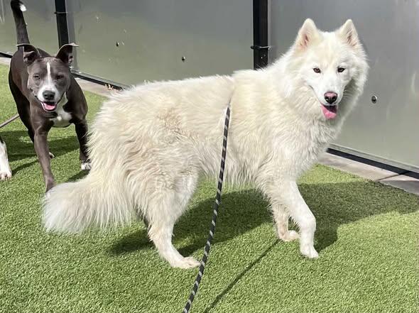 Campaign cover image for ☁️ CLOUD Is Safe with Woof Tribe ☁️