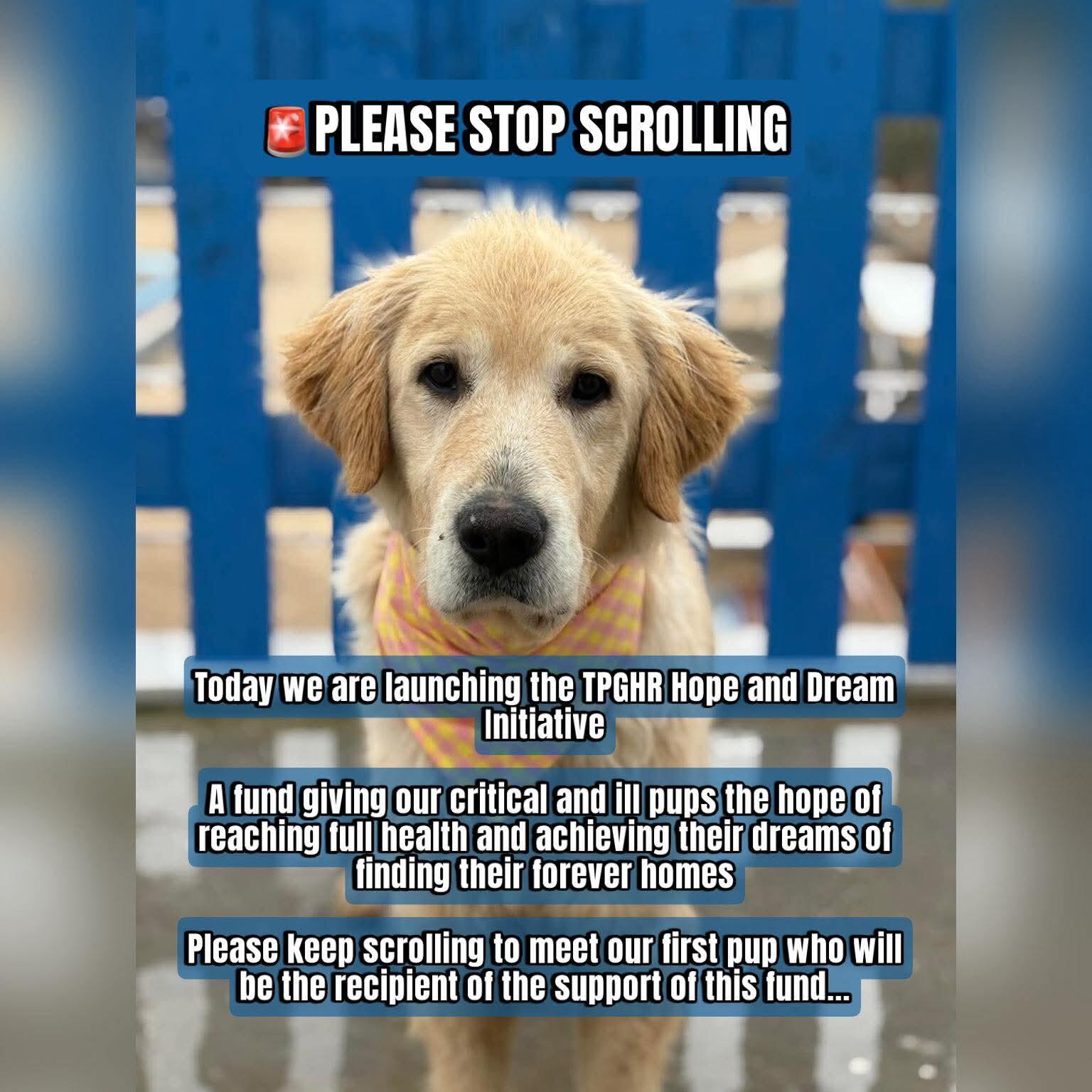 Campaign cover image for Hope & Dream Initiative