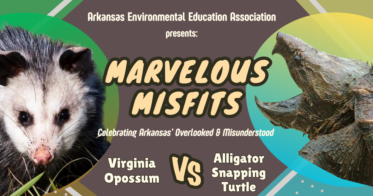 Campaign cover image for Marvelous Misfits: Celebrating Nature's Oddballs