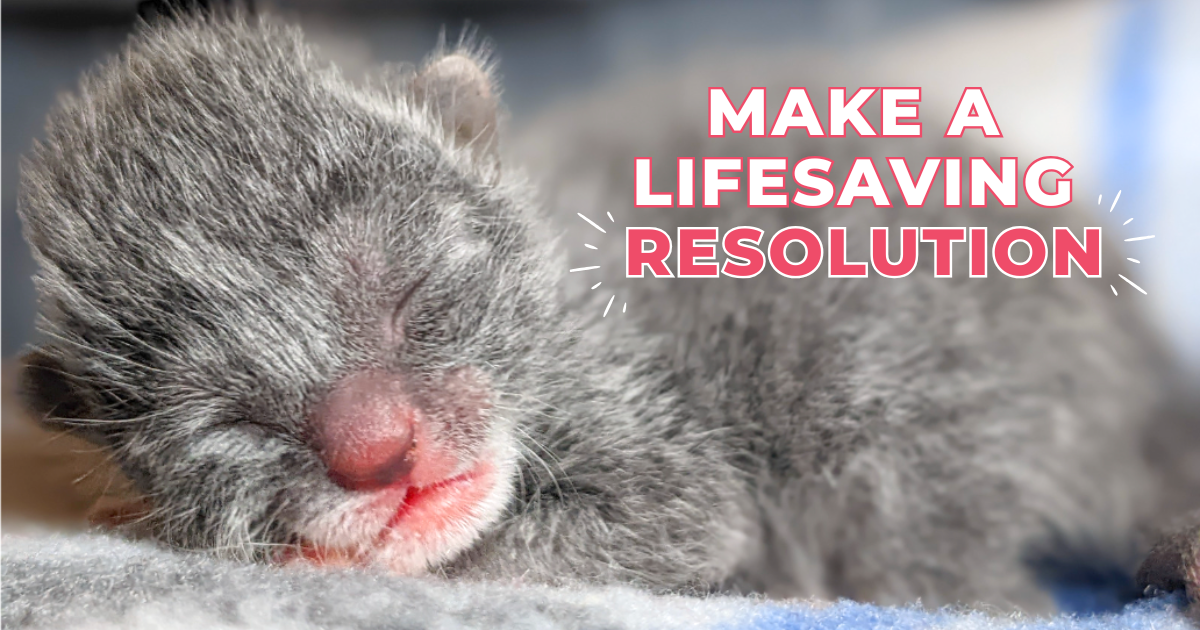 Campaign cover image for A Resolution That Saves Little Lives All Year Long