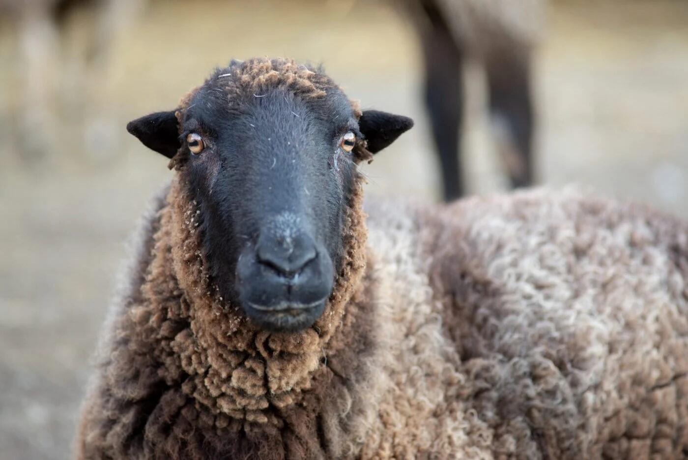 Campaign cover image for WOOL 91.5 FM 2026 Membership and Funding Campaign