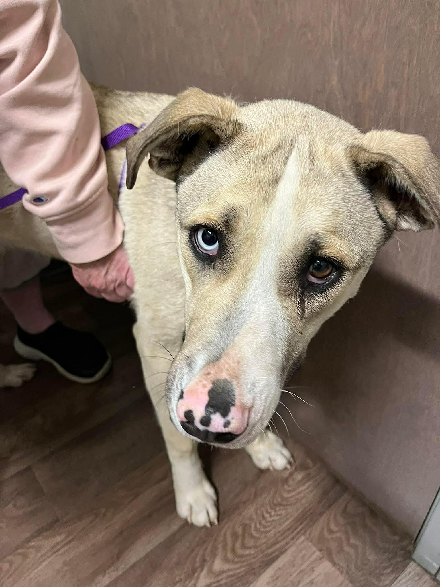 Campaign cover for AltaMae’s Second Chance Starts Now