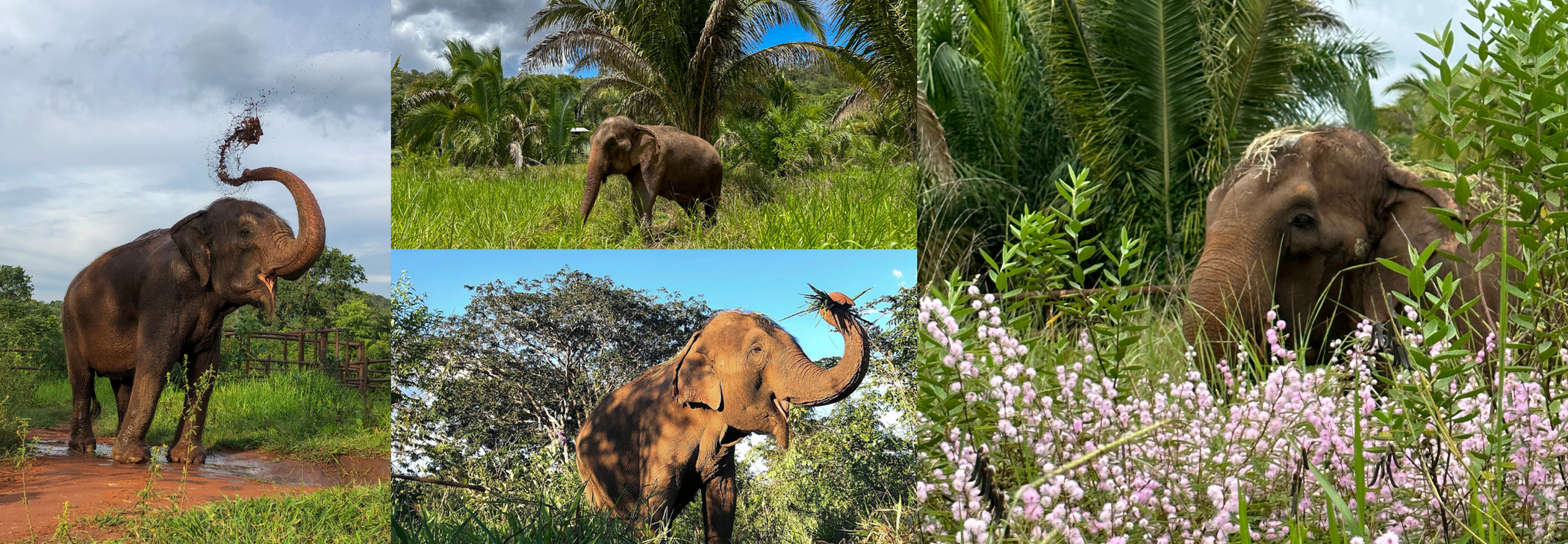 Campaign cover image for In Honor of Lady