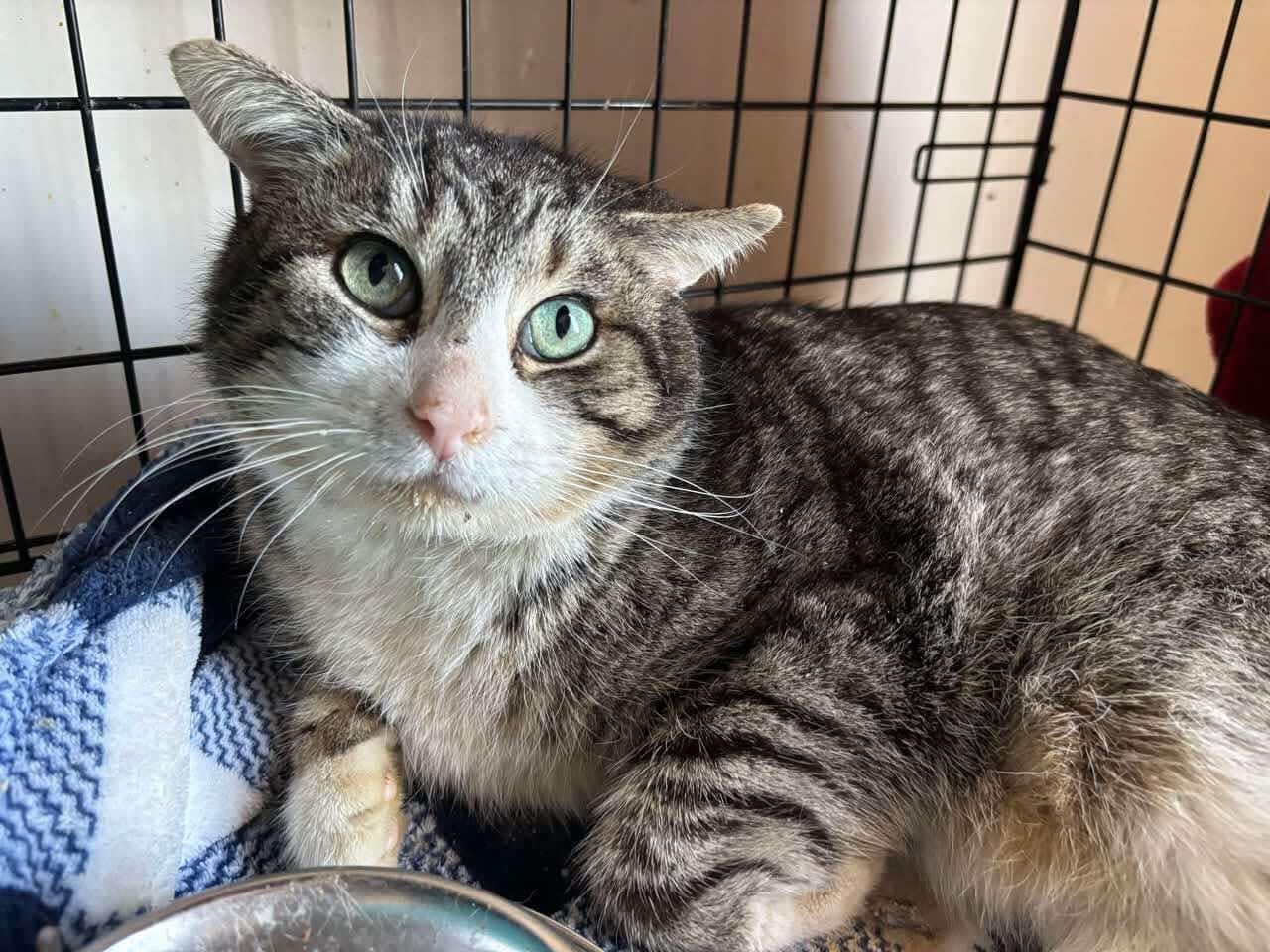 Campaign cover image for Help needed for Flight Deck