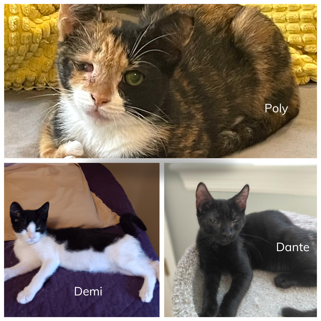 Campaign cover image for Help Poly, Demi & Dante get the care they need!