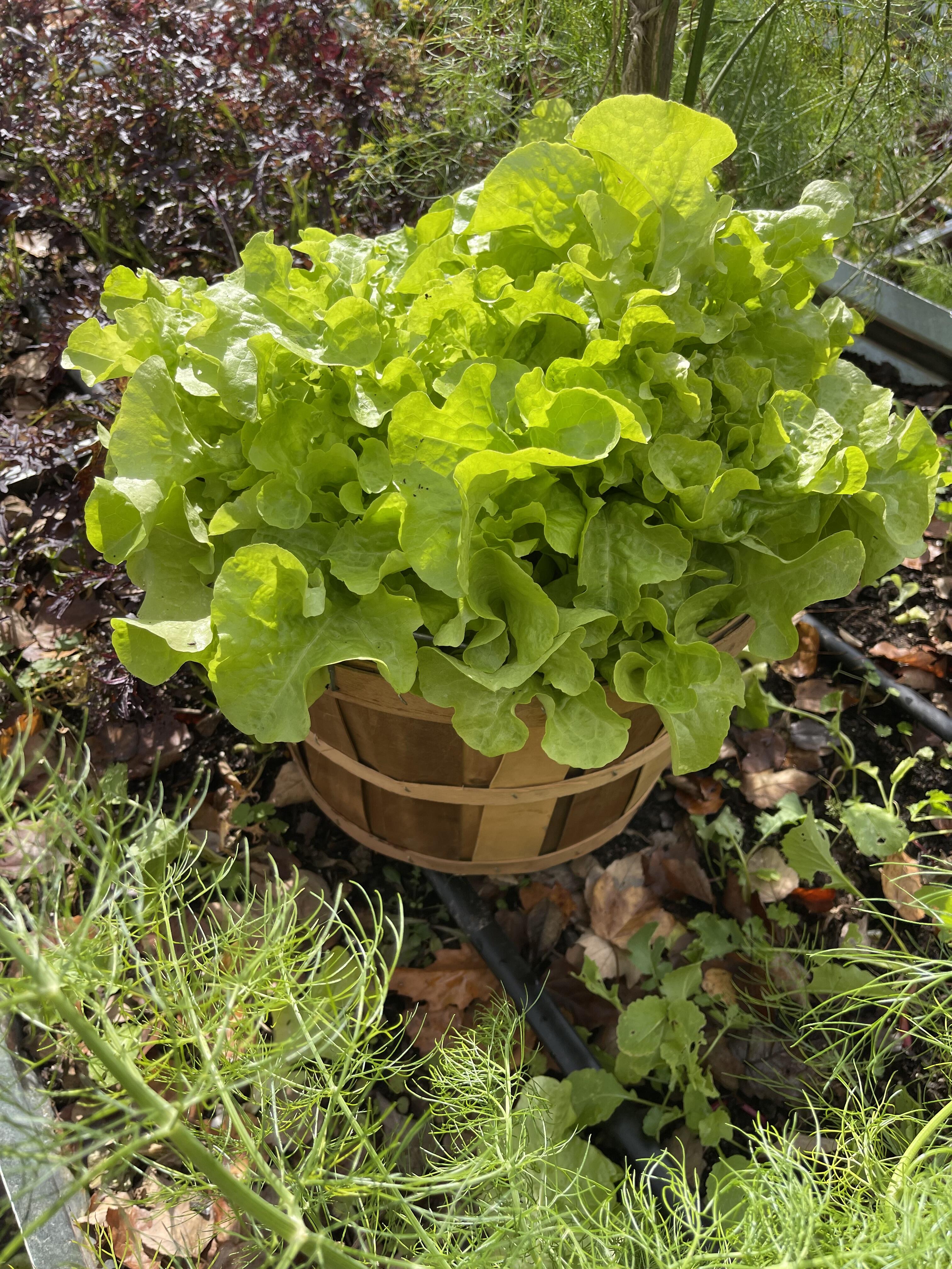 Campaign cover image for Fall Vegetable Gardening In WNC