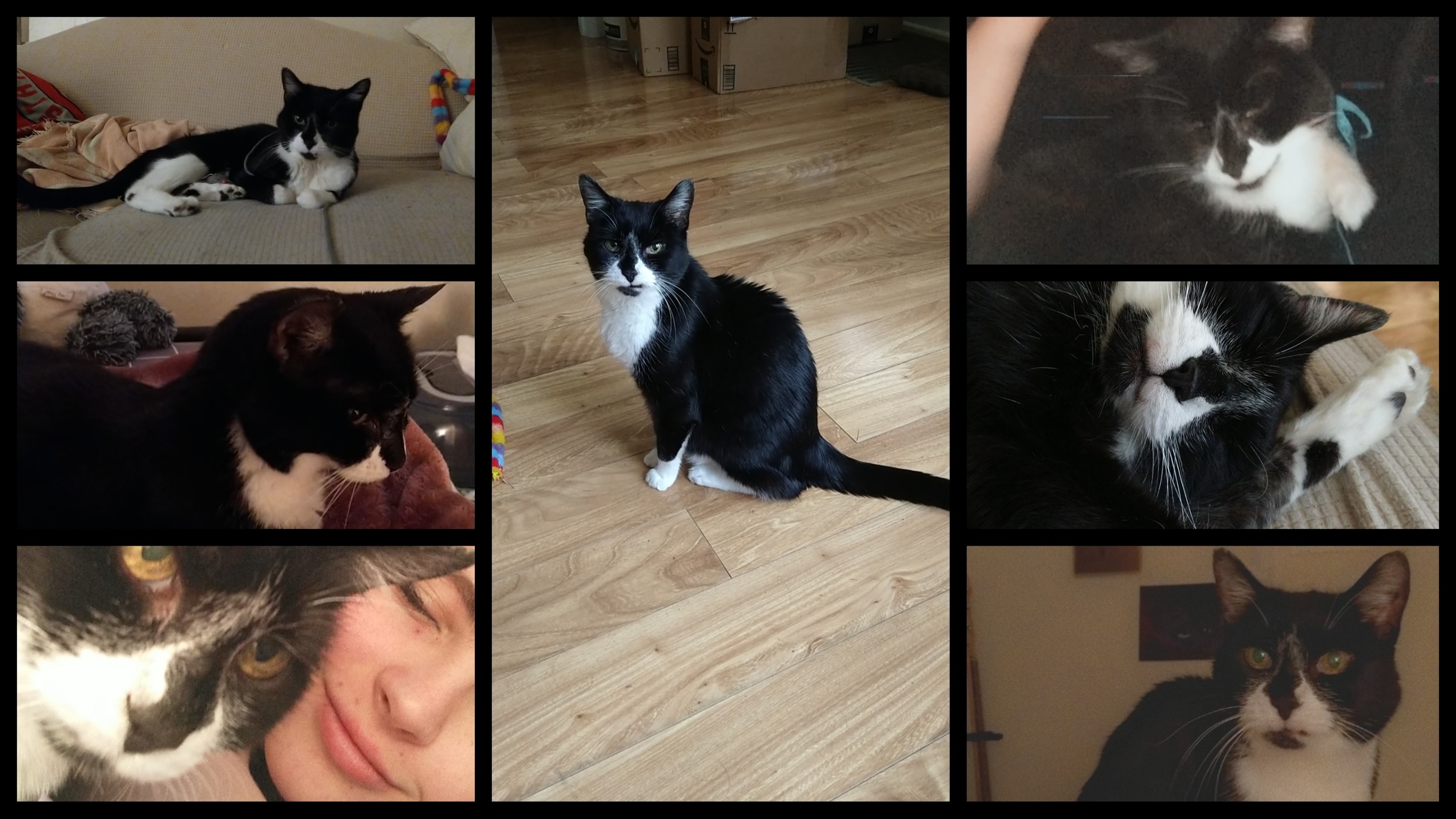 Campaign cover image for Ava's ER Vet Trip Fund