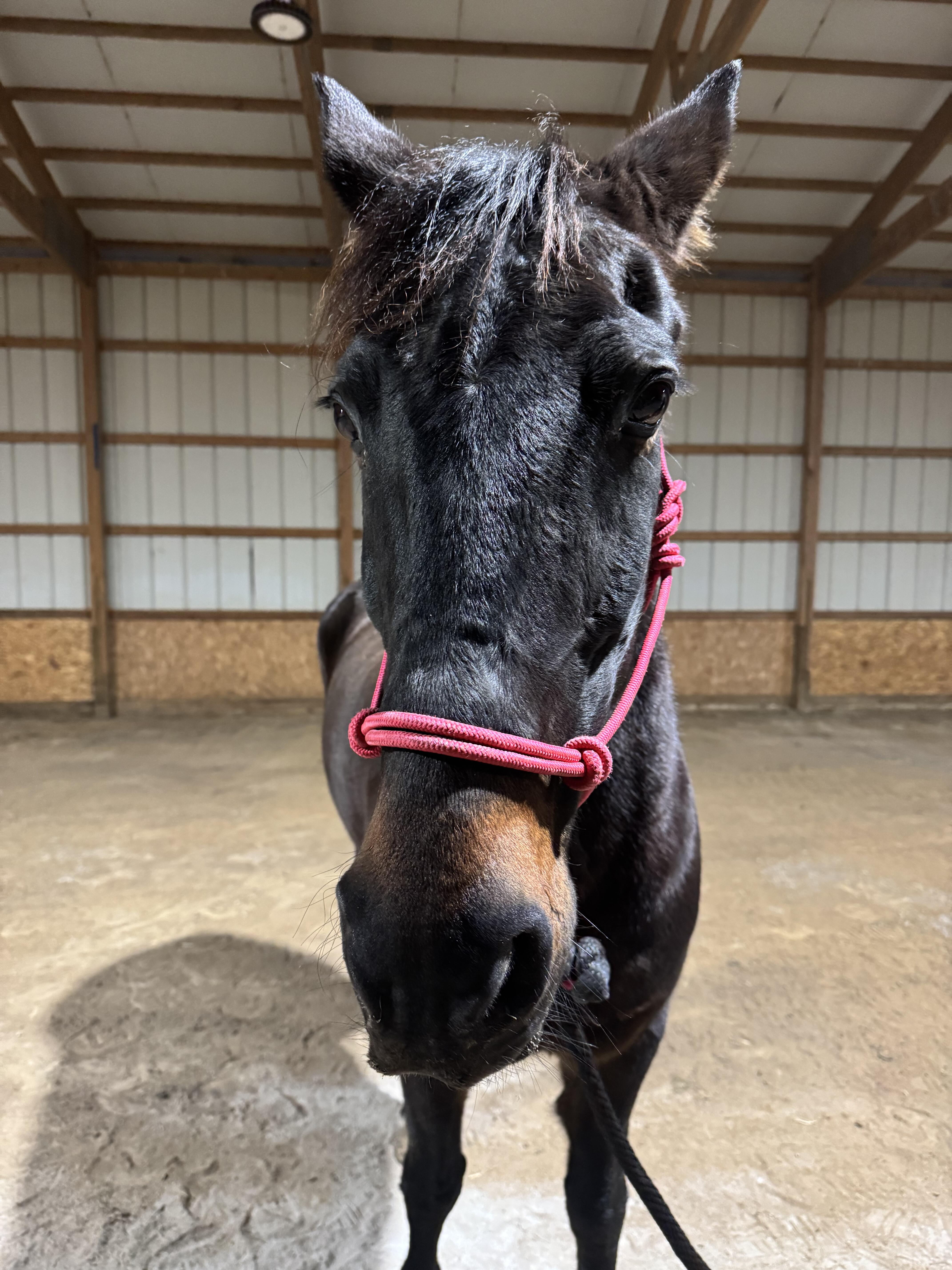 Campaign cover for Nyx's Guardian Fund