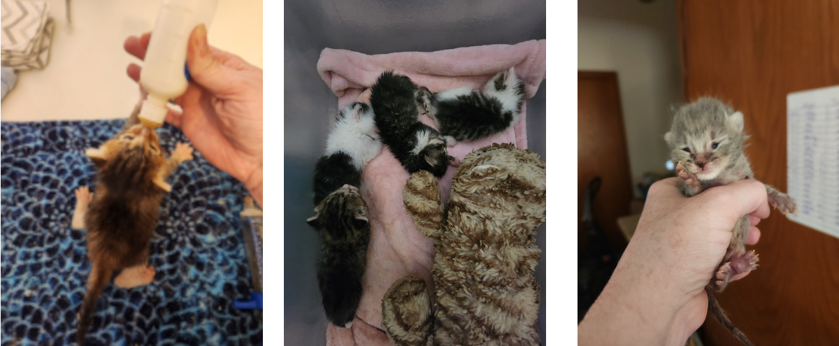 Campaign cover image for 2025 Colorado Gives Day