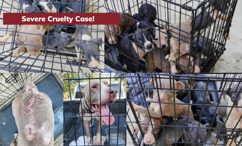 Campaign cover image for Help RPM Save This Severely Neglected And Abandoned Family!