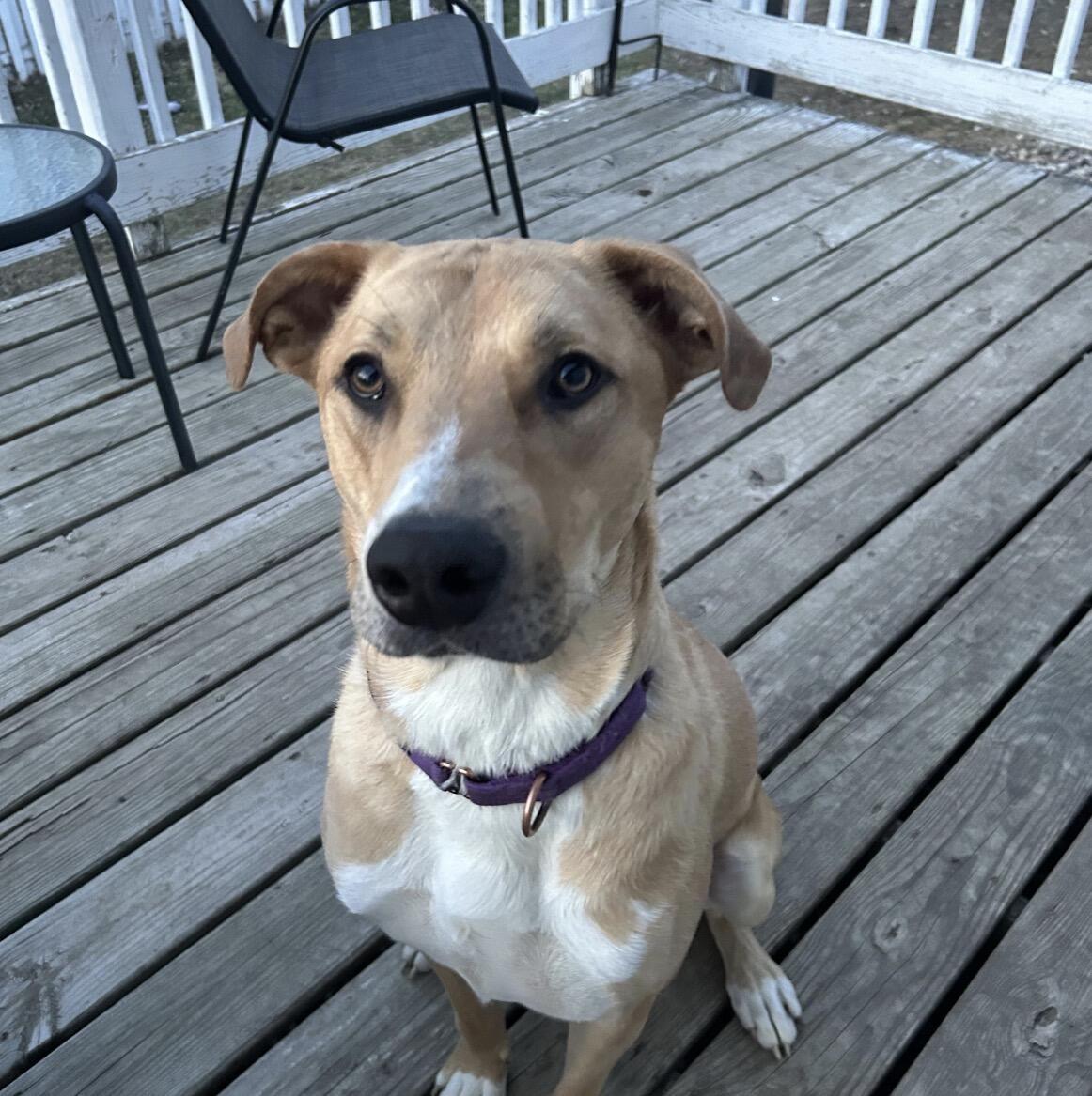 Campaign cover for Help Mickey Get Back on His Paws