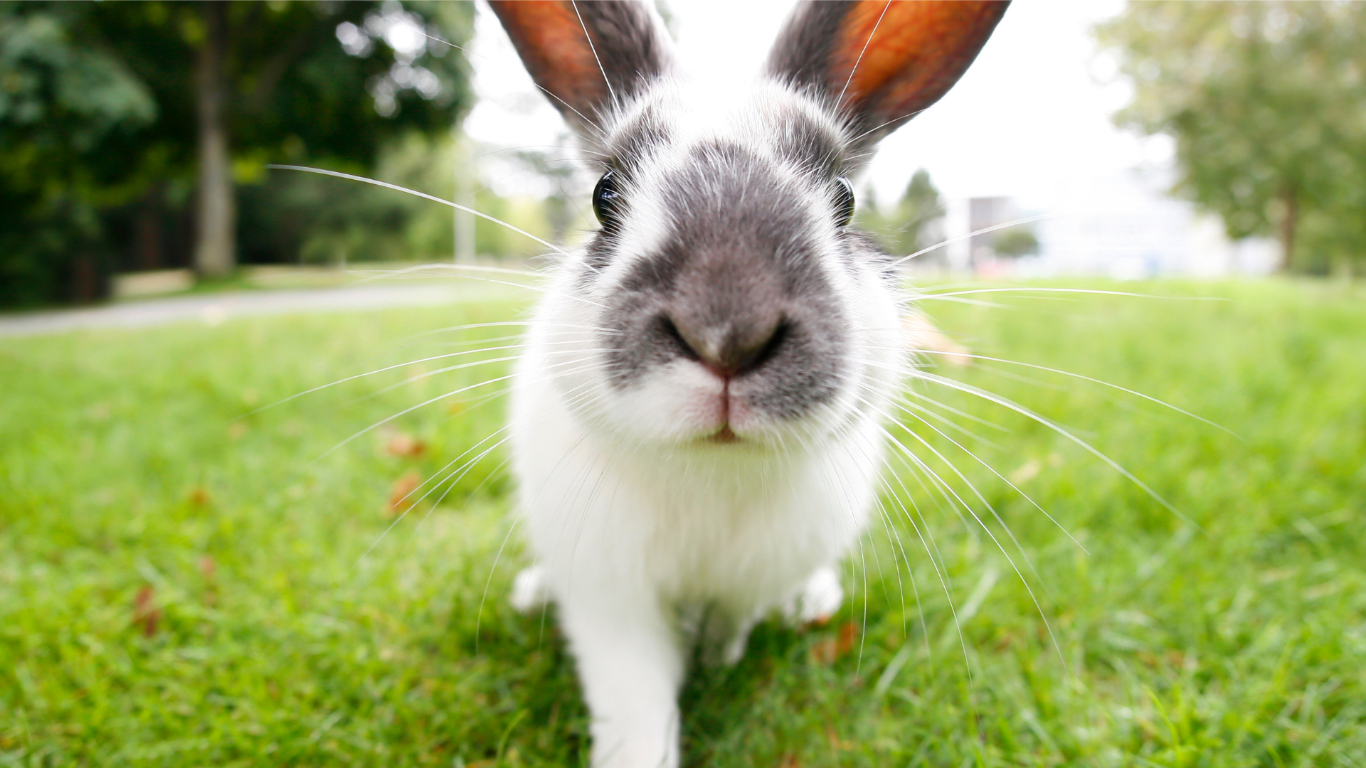 Campaign cover image for Easter On The Farm | Saturday April 19