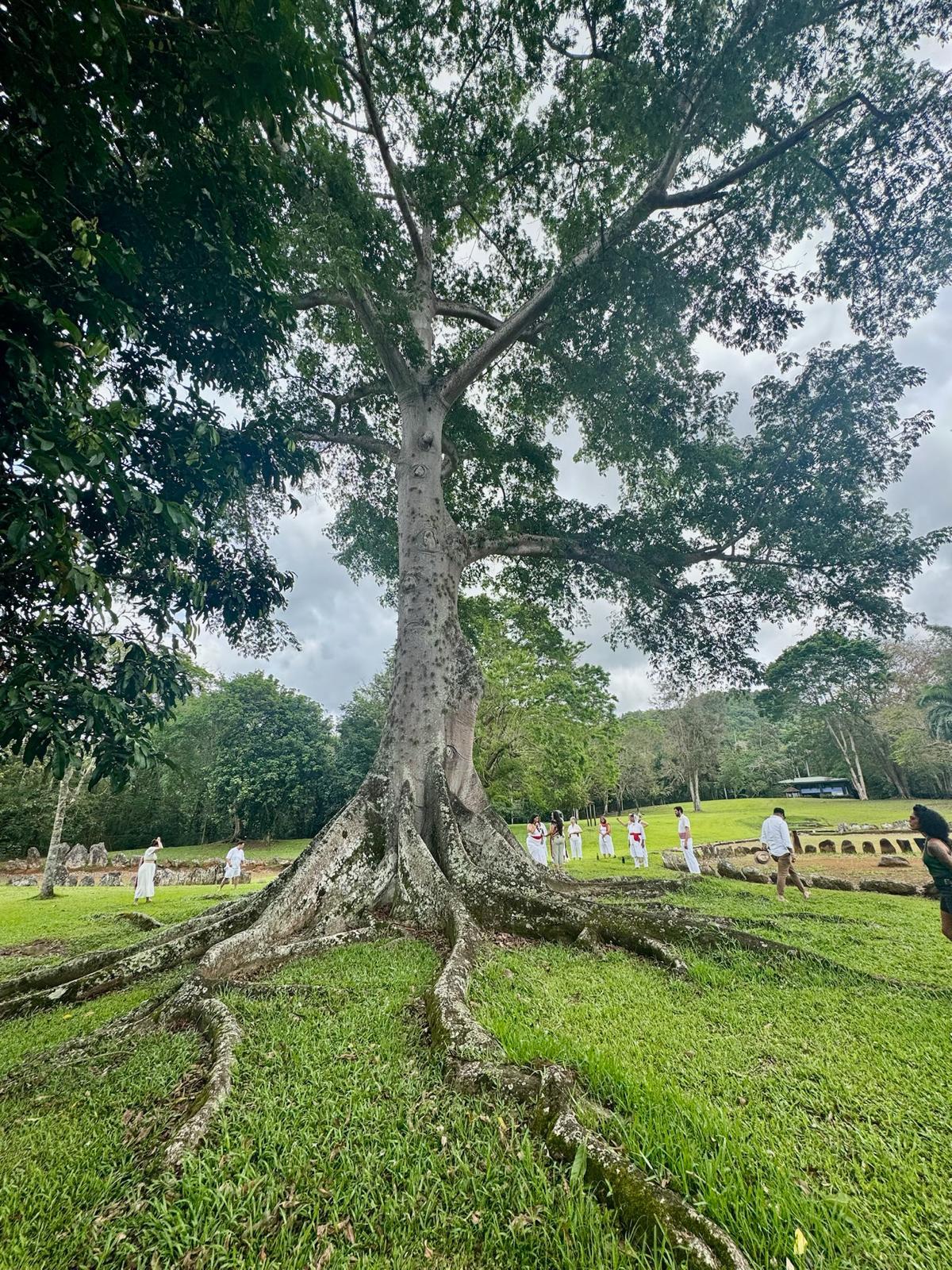 Campaign cover image for Support a Visionary Taino Land Back Effort in Puerto Rico