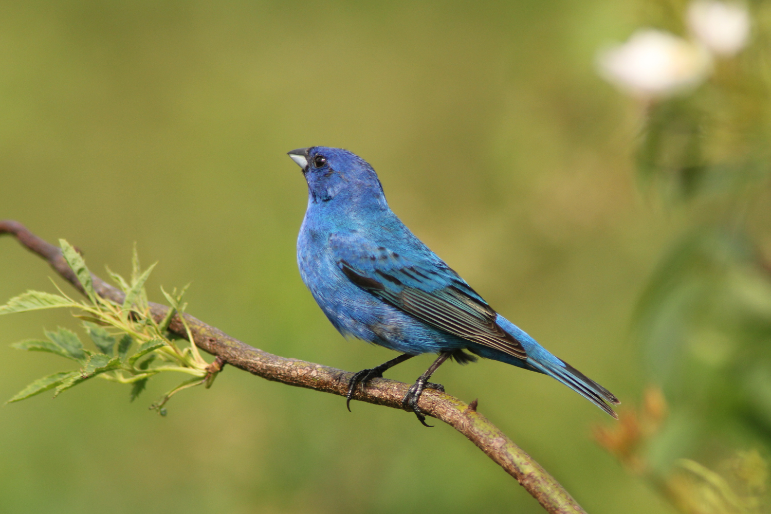 Campaign cover image for August Birding at Thorn Preserve