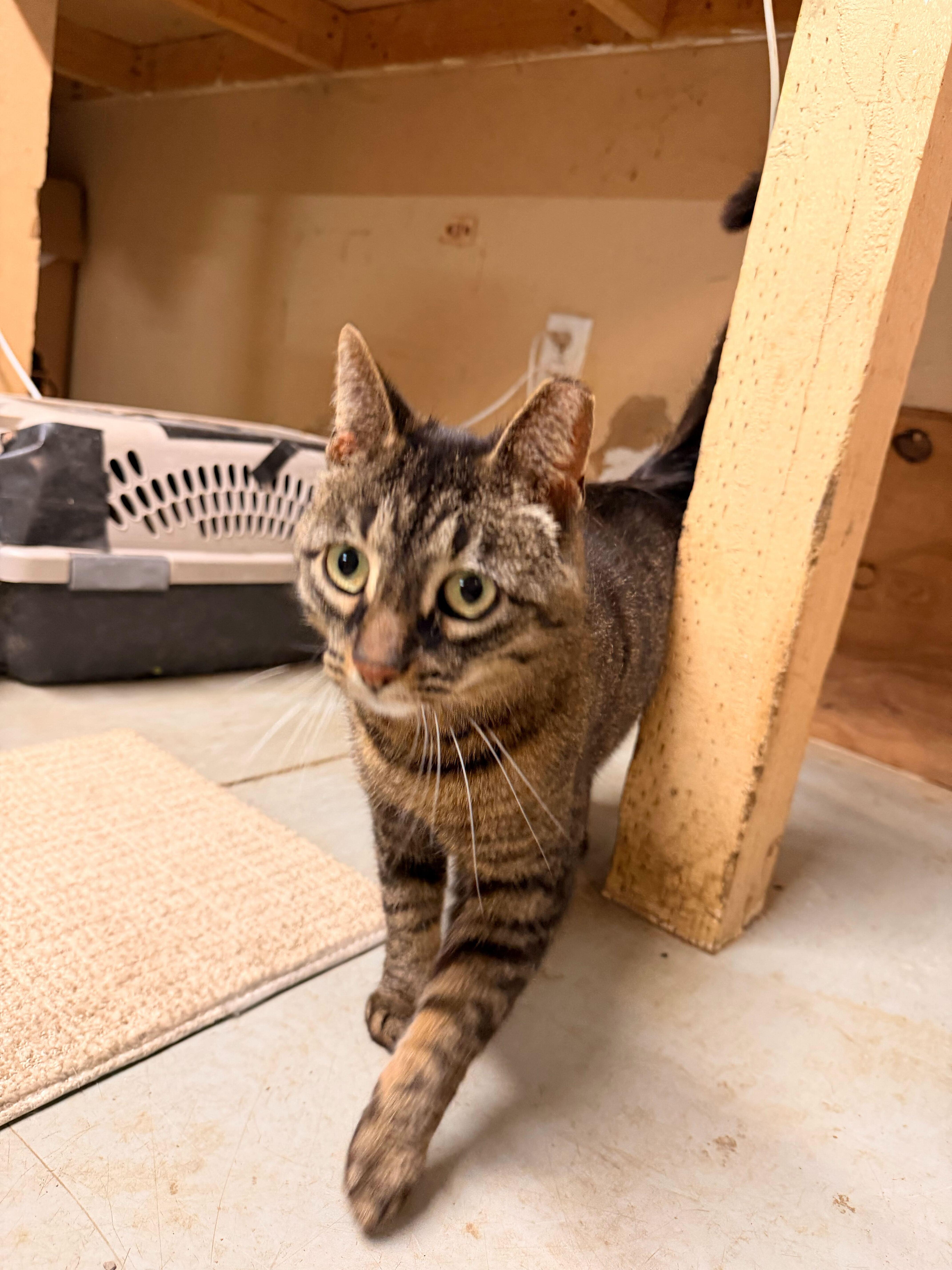 Campaign cover for Boots the Cat - Sponsor Boots' Care!