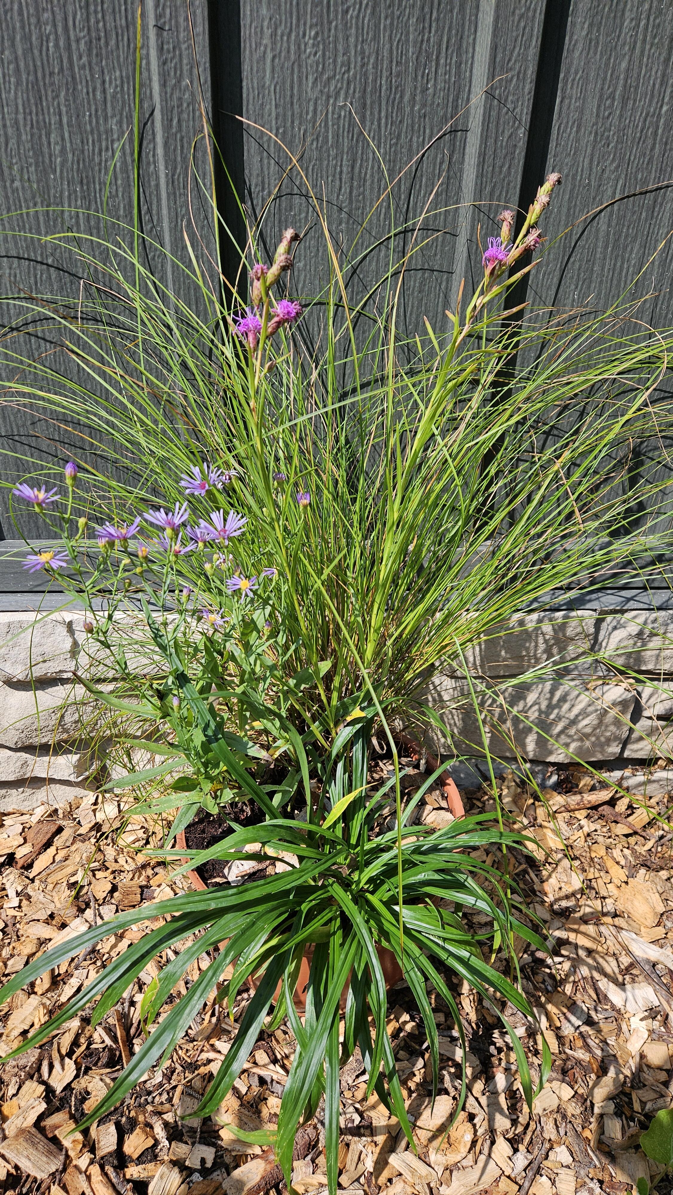 Campaign cover image for Native Plant Container Workshop w/ Avonlea Gardens and Inn 8-20-26