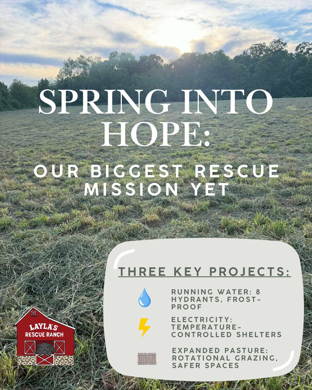 Campaign cover for 🌸 Spring Into Hope: Our Biggest Rescue Mission Yet 🌸