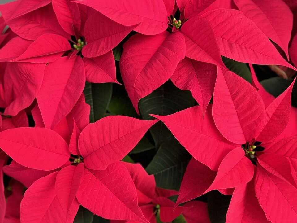 Campaign cover image for Poinsettias