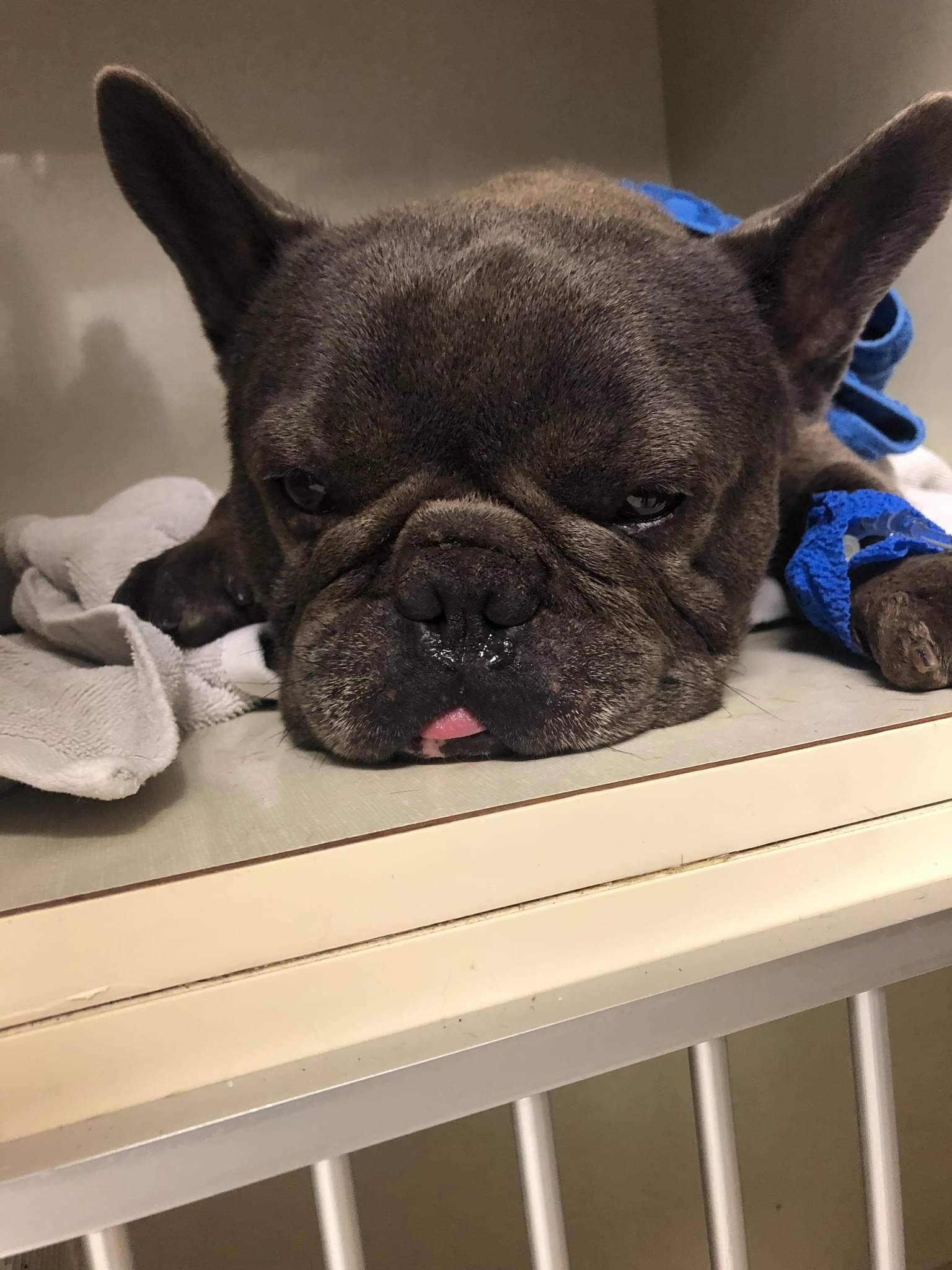 Campaign cover image for EMERGENCY VET FUND FOR MASON