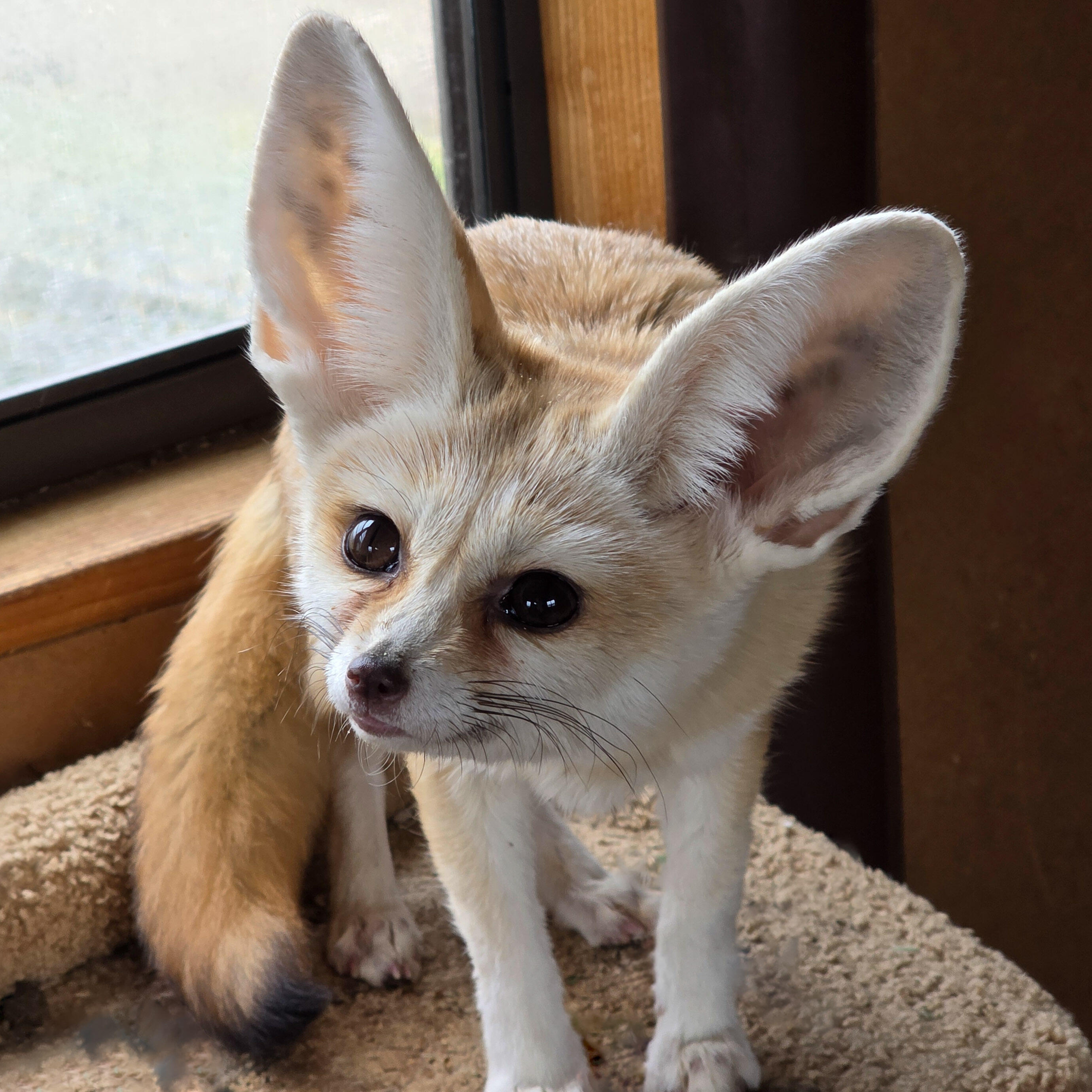 Campaign cover image for Fennec Expansion