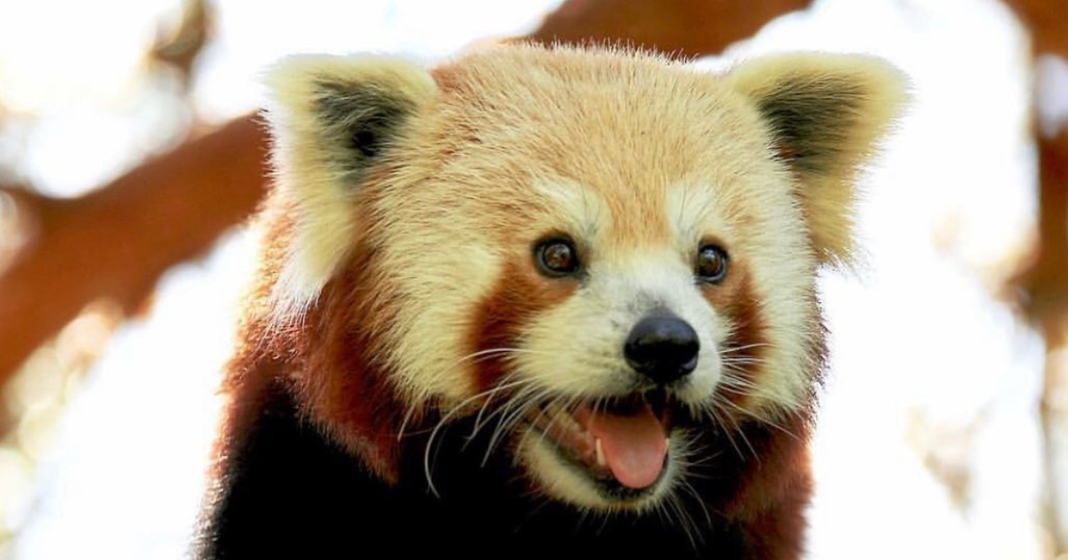 Campaign cover image for Run for Red Pandas 2026