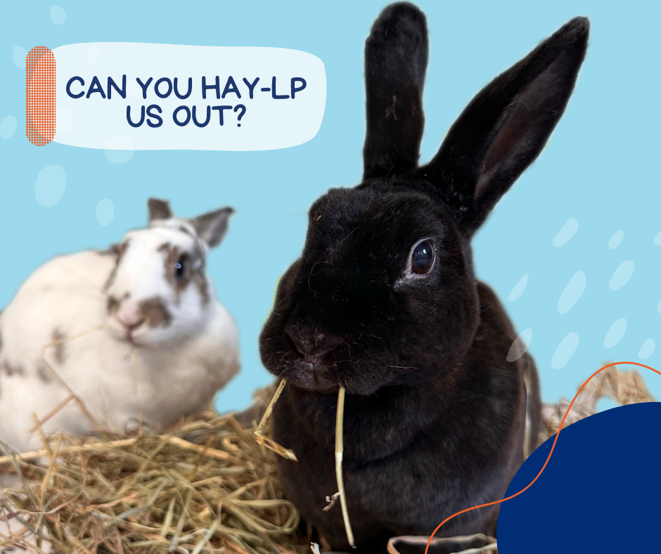 Campaign cover image for GLRS Hay Fundraiser