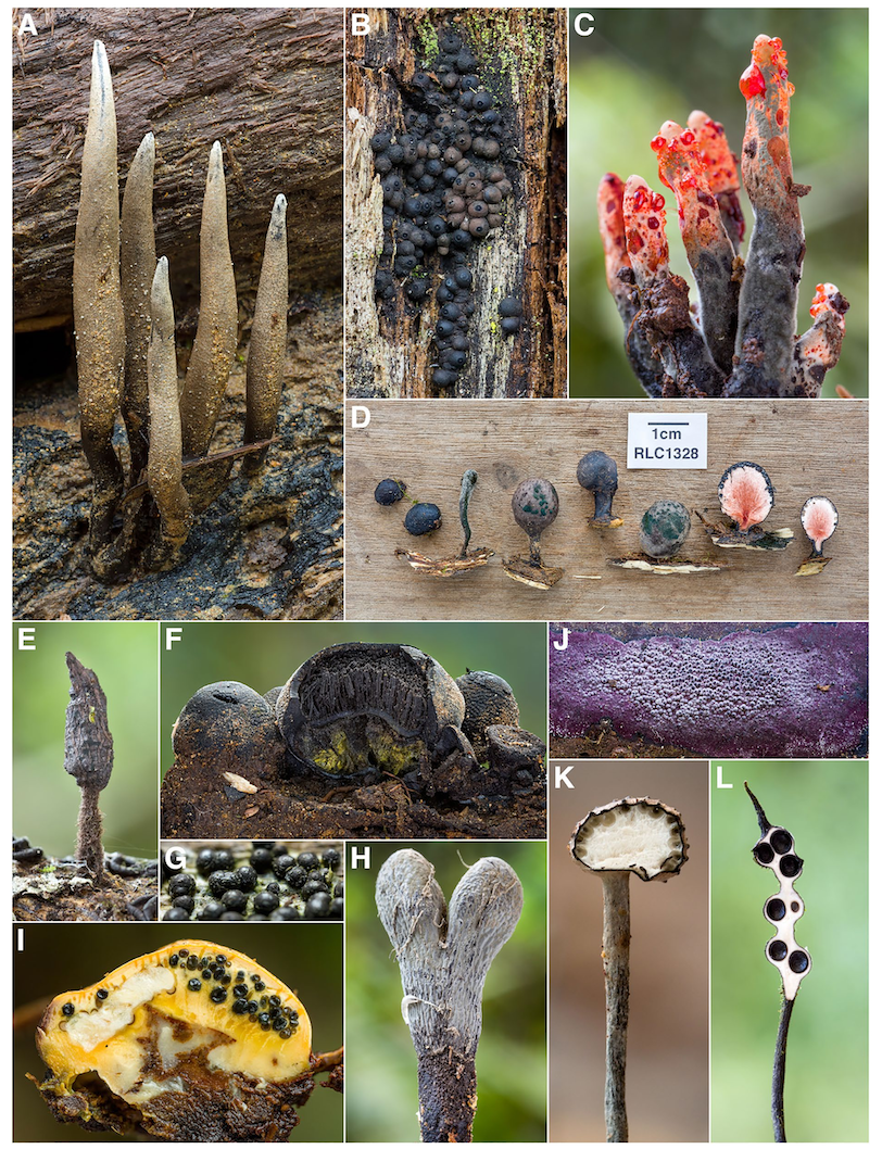 Campaign cover image for Richer Than Gold: The Fungal Biodiversity of Reserva Los Cedros, a Threatened Andean Cloud Forest