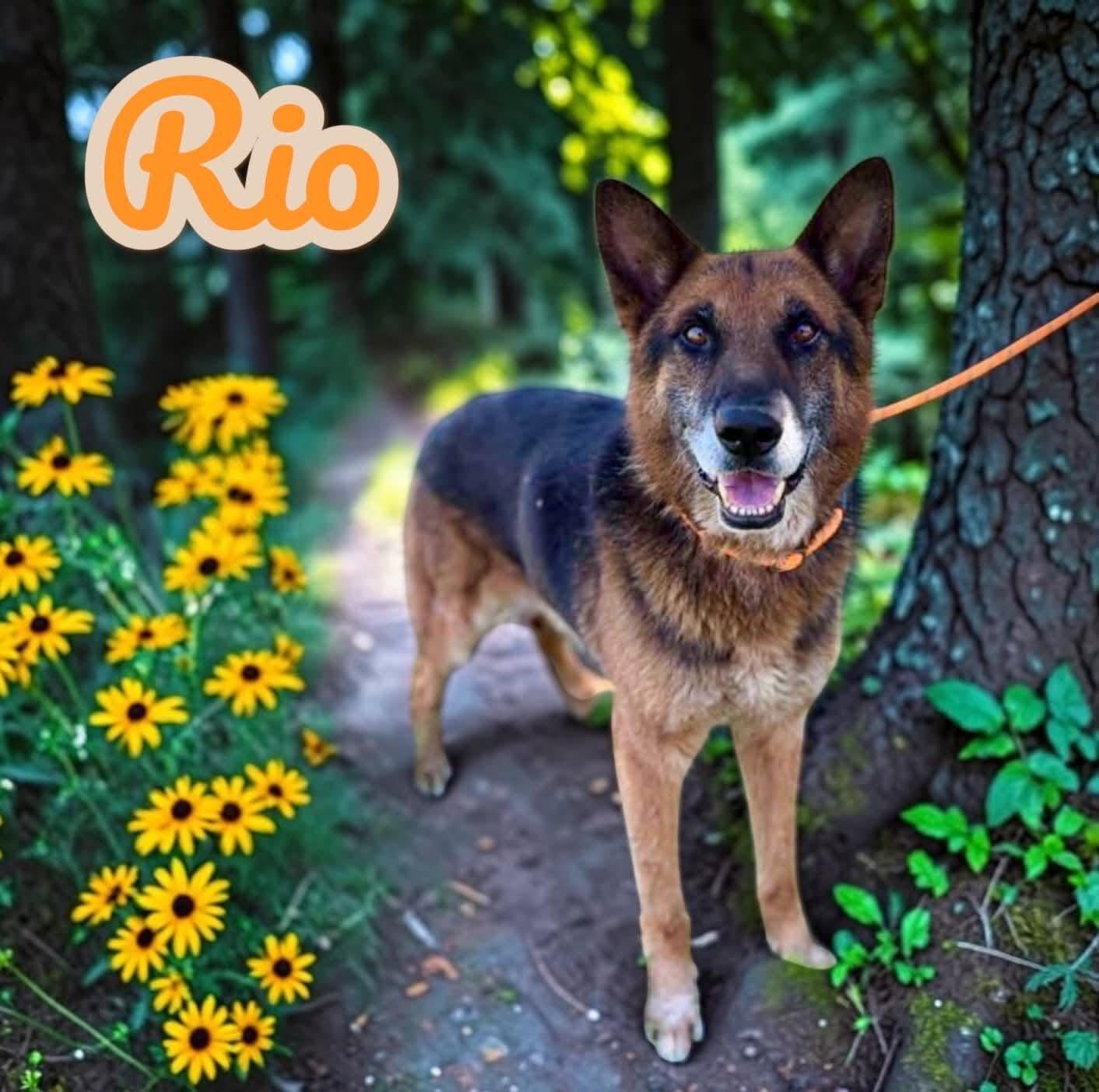 Campaign cover image for 🌴🐾 Help Rio Ride His Freedom Wave Home 🐾🌴