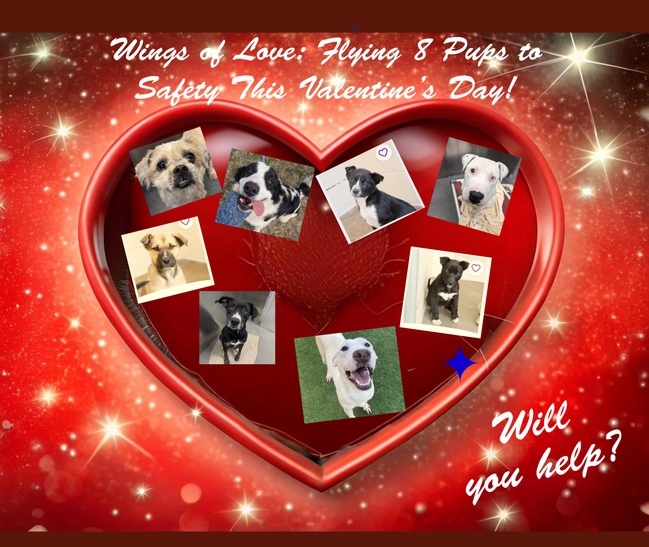 Campaign cover image for Valentine's Day 2025 Rescue!