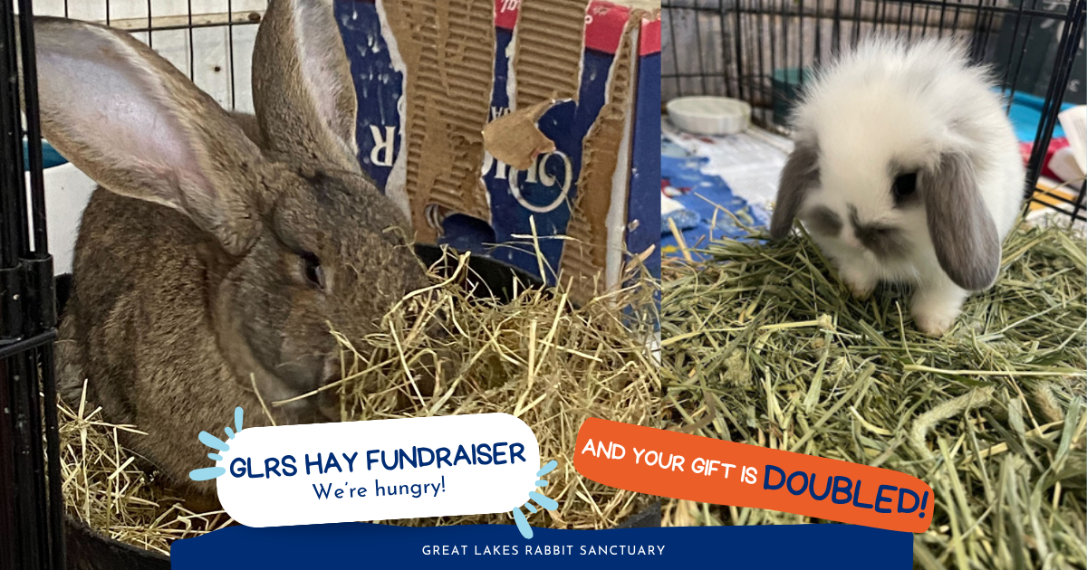 Campaign cover image for GLRS Hay Fundraiser 2026