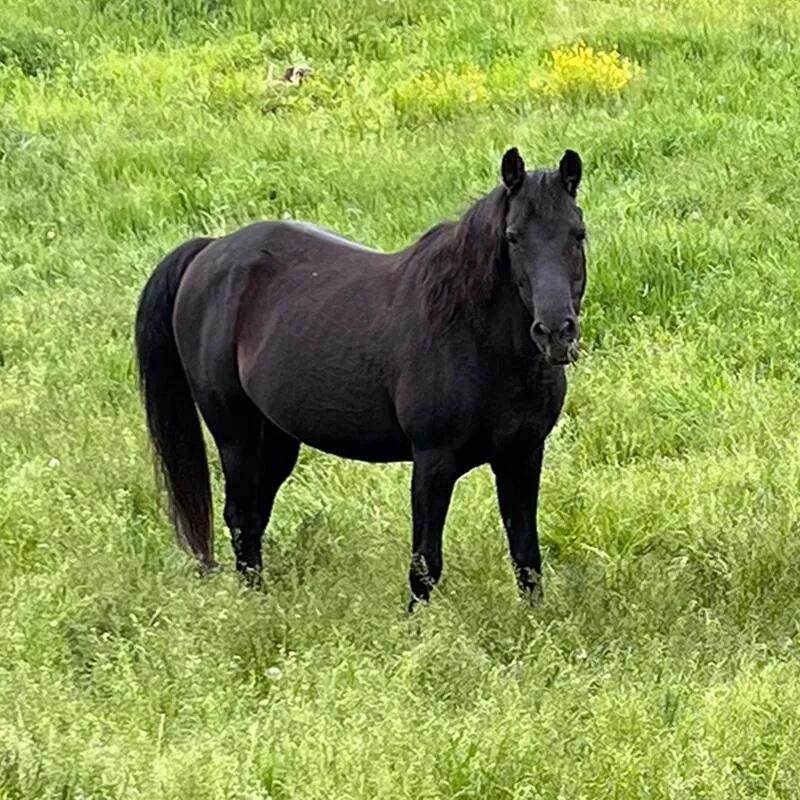 Campaign cover image for Bella Horse Sponsorship