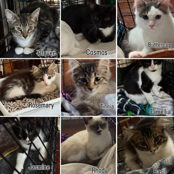 Campaign cover image for Frog Hollow Kitten Fund