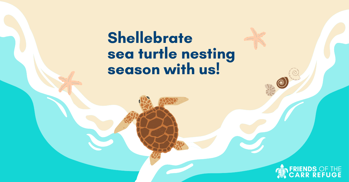 Campaign cover image for Shellebrate 2026