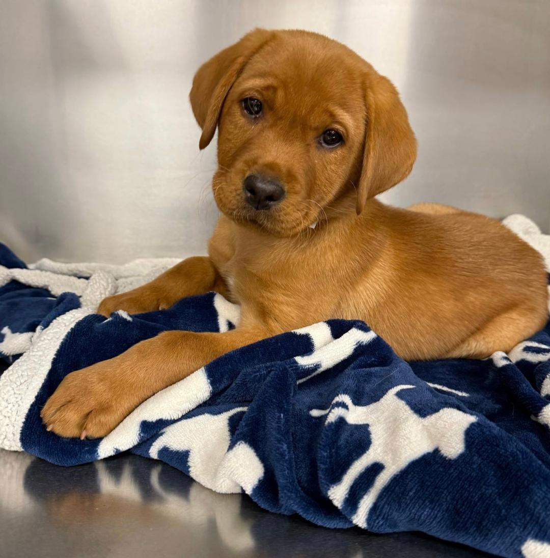 Campaign cover image for Catch of the Year - Trout
