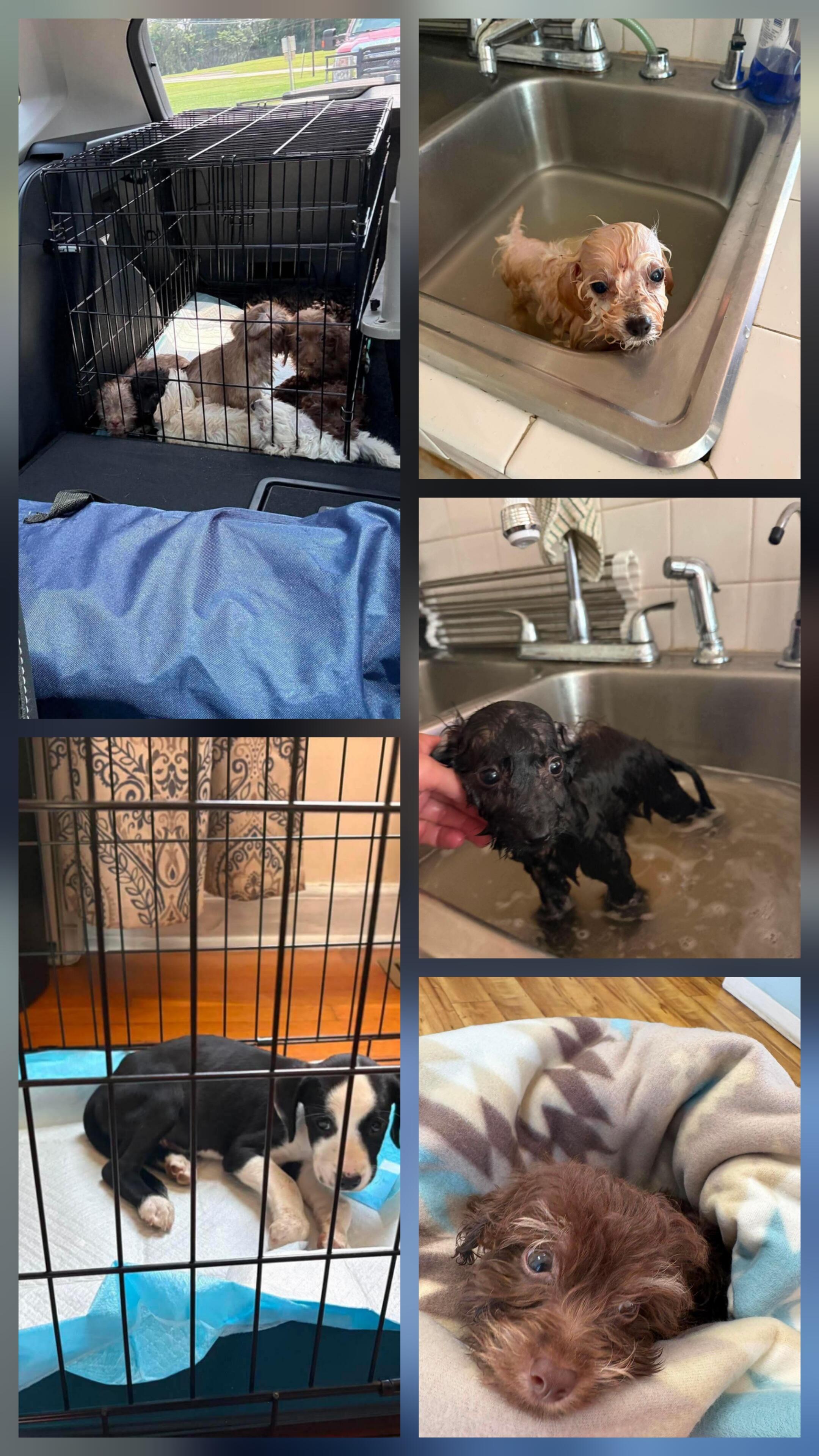 Campaign cover for VA Family of Pups