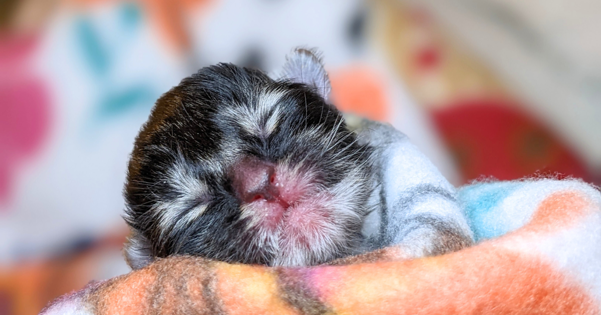 Campaign cover image for ⏰ Year-End Match for the Tiniest Kittens