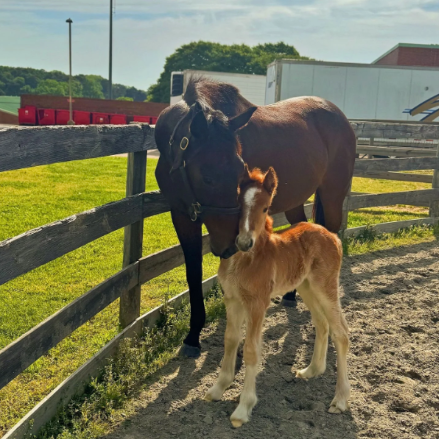 Campaign cover image for Sponsor Tiki