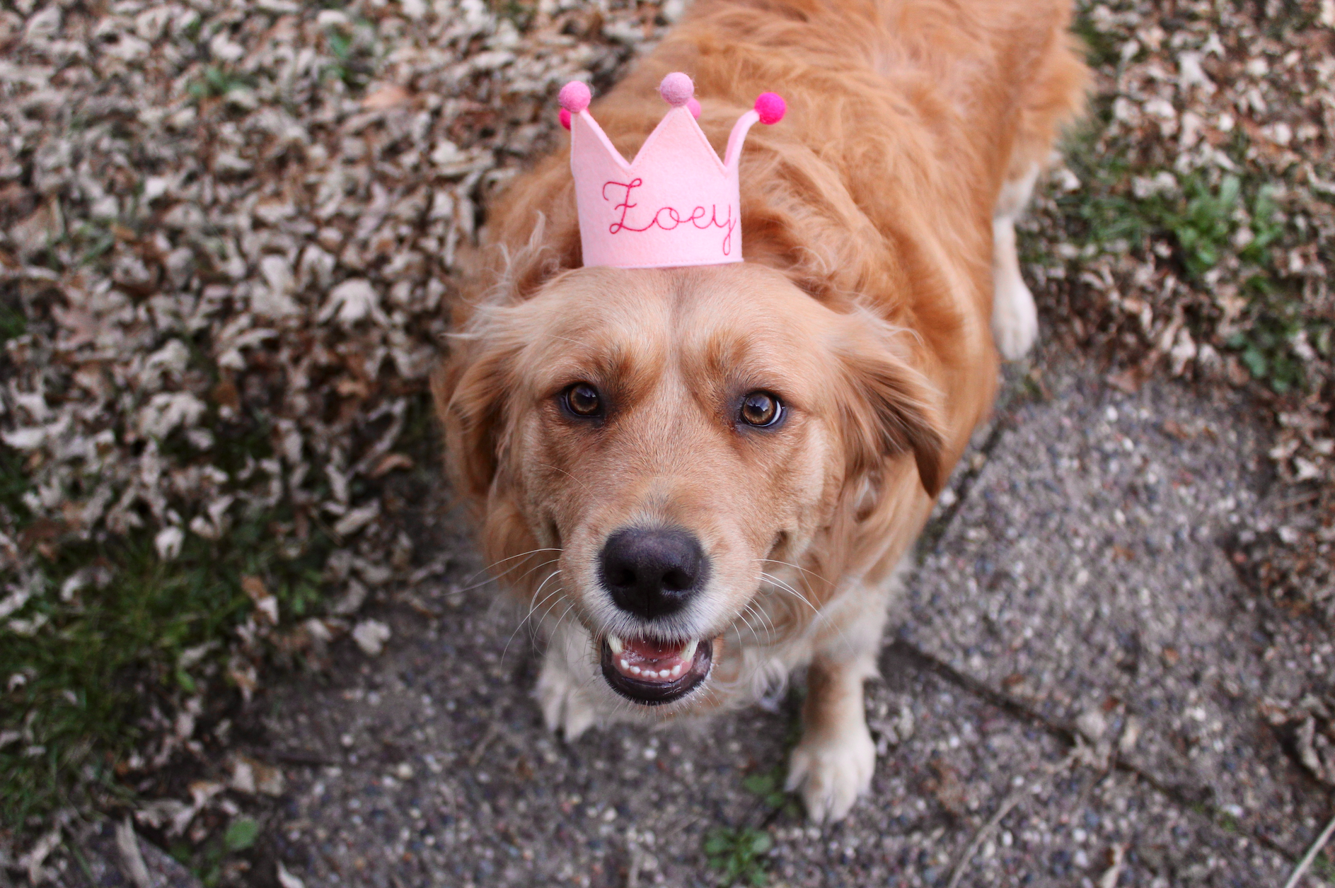 Campaign cover image for It’s $5 Friday!