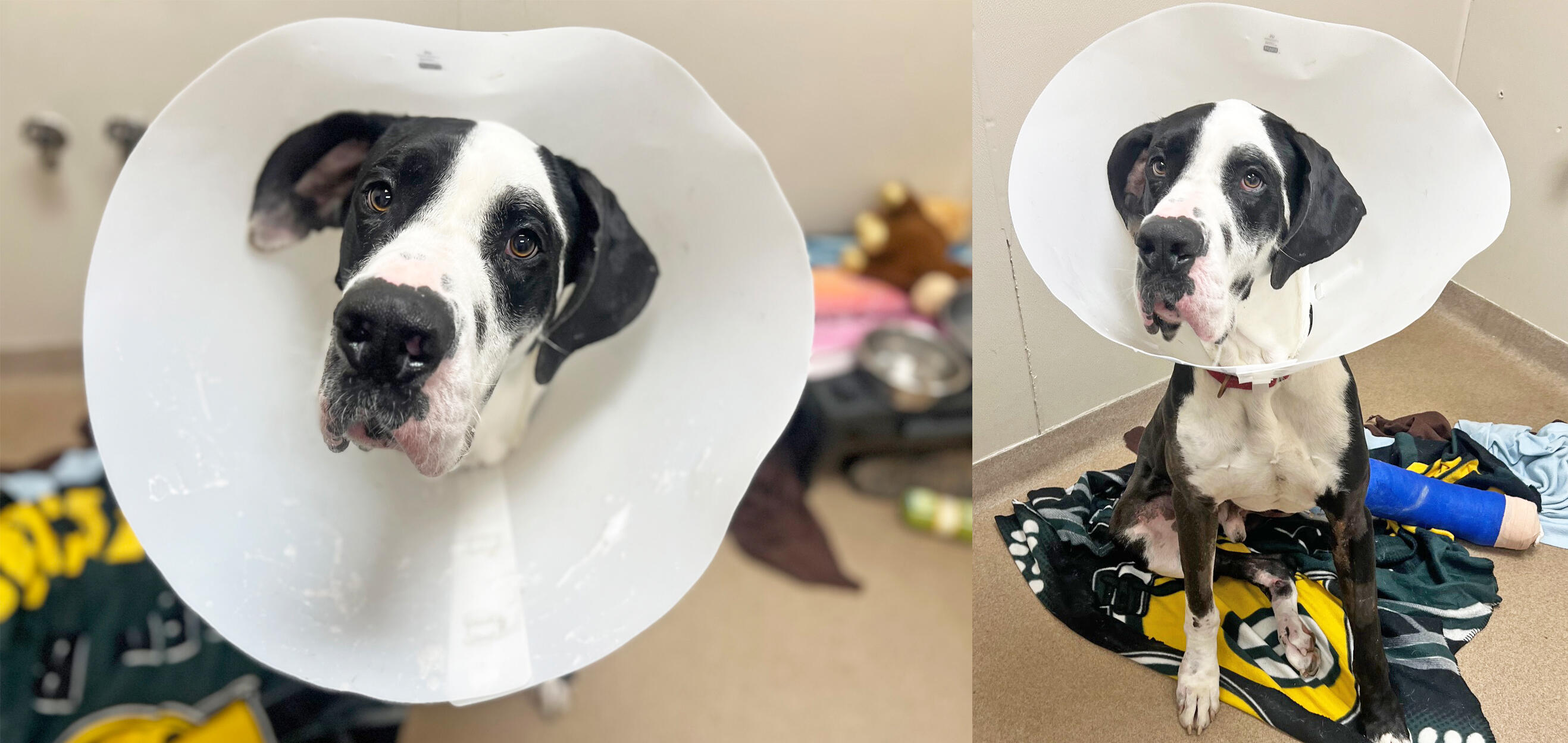 Campaign cover image for Please Help Hamlet