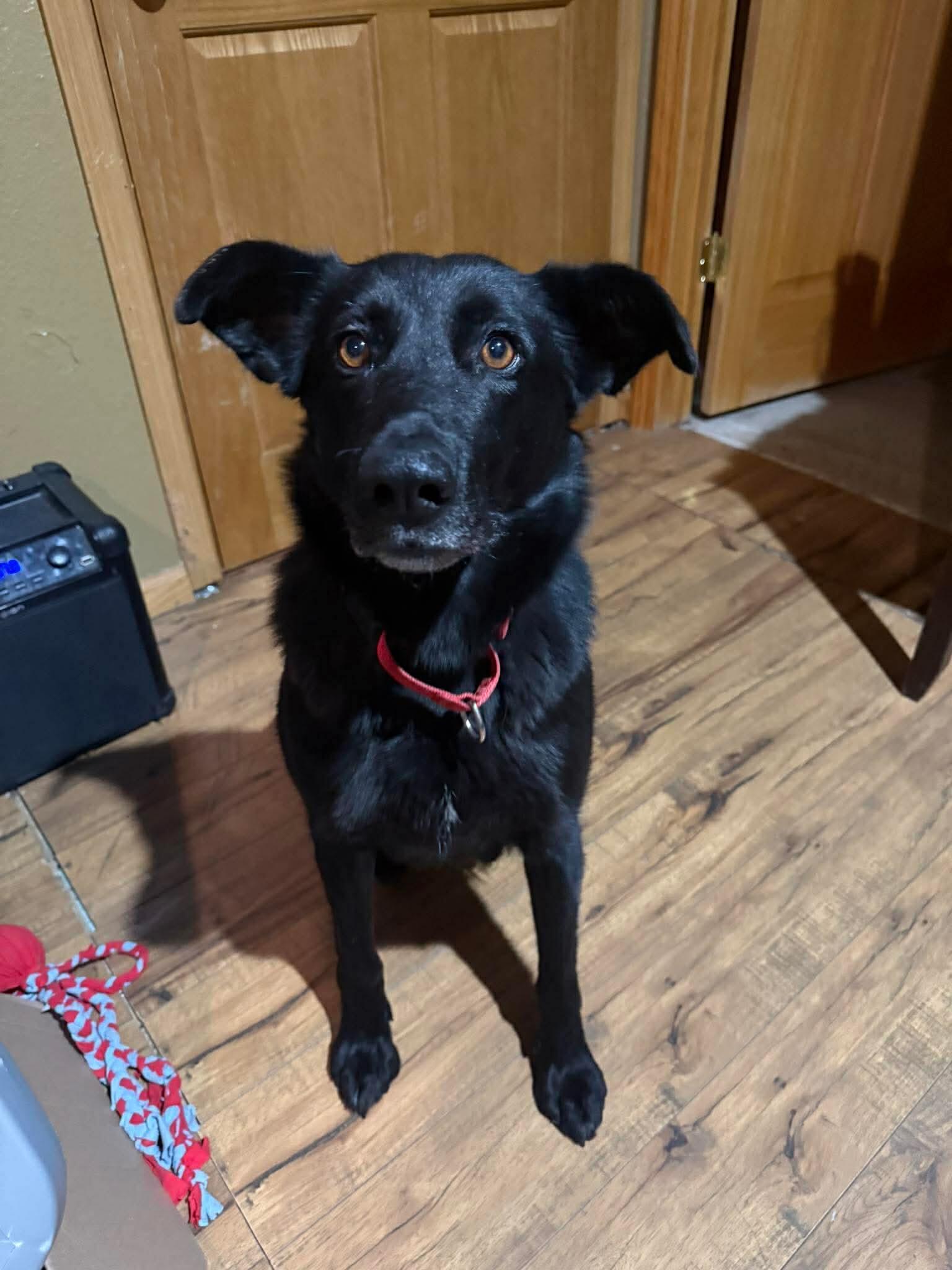 Campaign cover image for A Safe & Secure Space for Sweet Fritzi