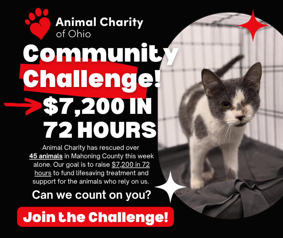 Campaign cover image for Community Challenge: $7,200 in 72 Hours!