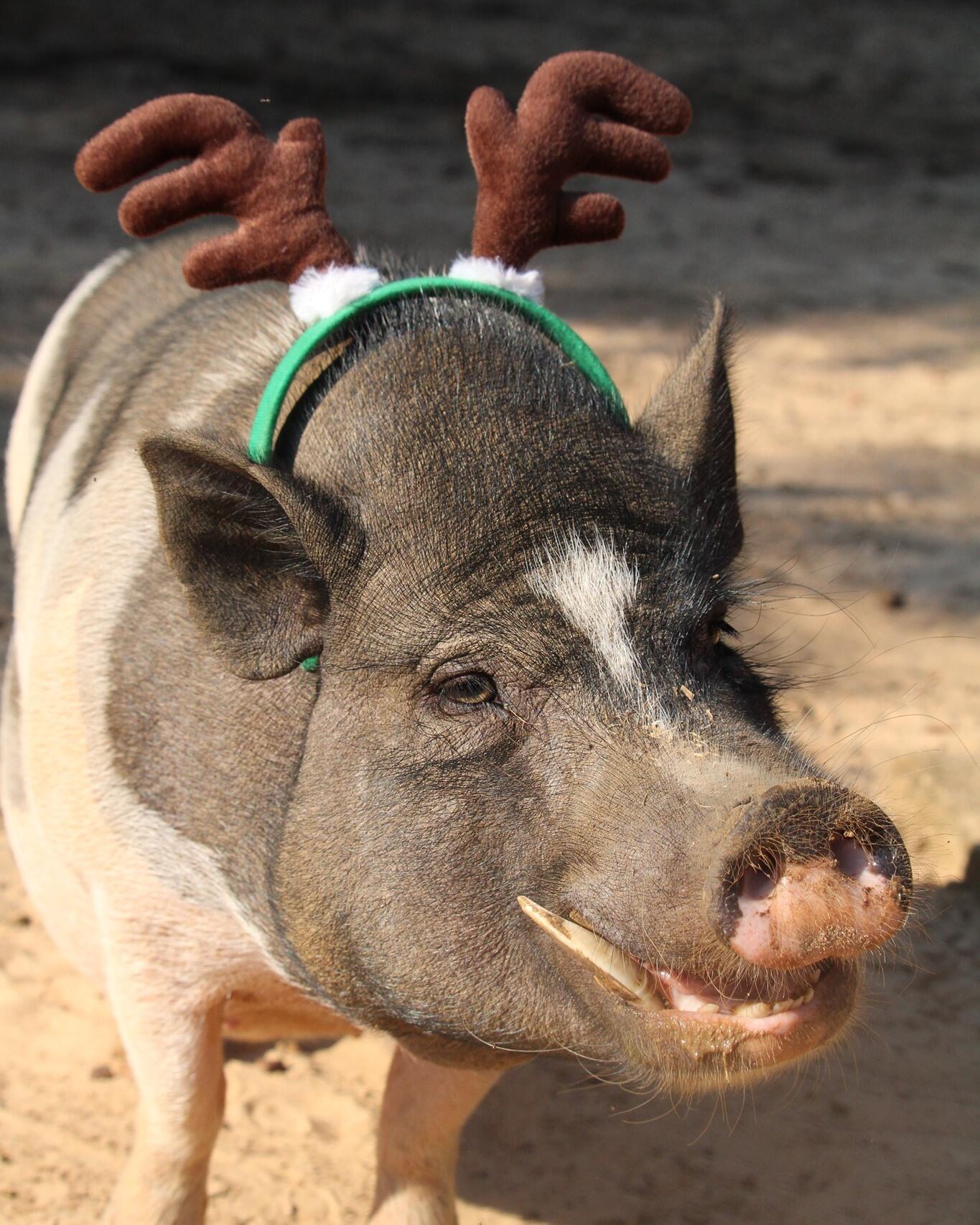 Campaign cover image for FPAS End of Year Fundraiser