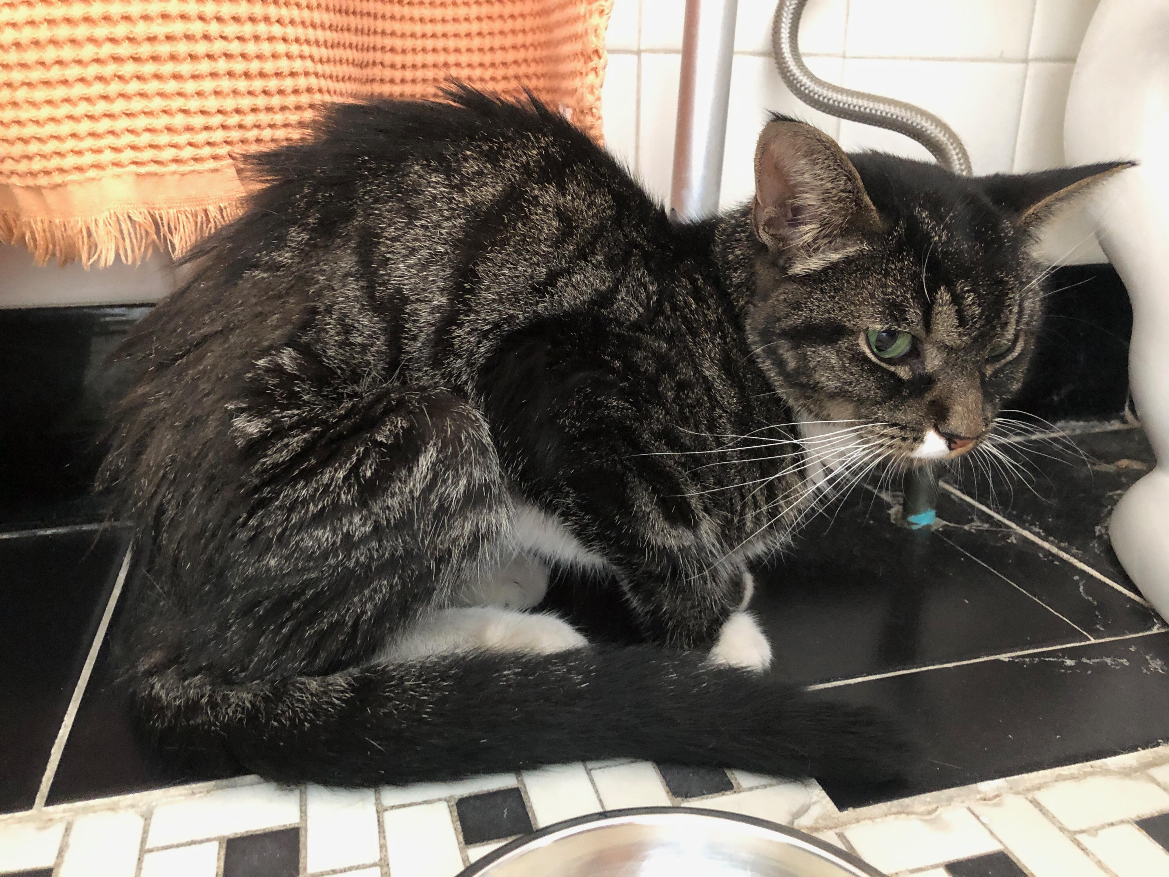 Campaign cover image for Mogwai's Second Chance🐱❤️‍🩹