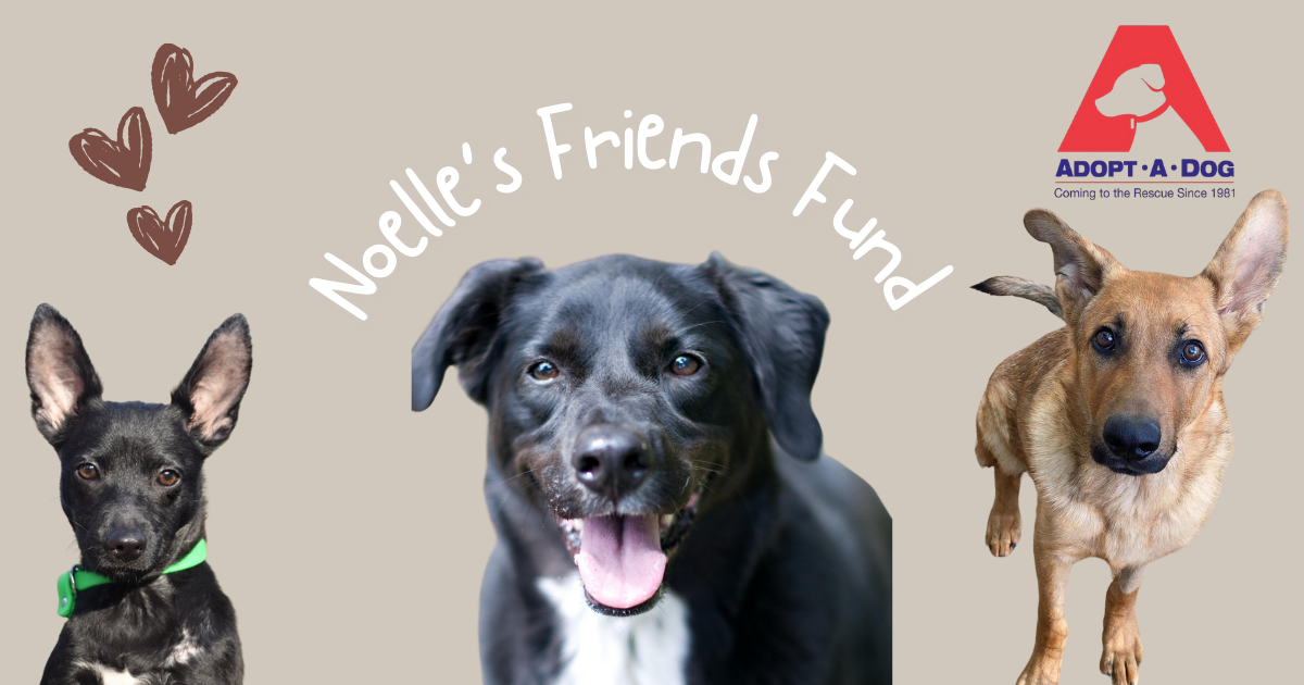 Campaign cover image for Noelle's Friends Fund