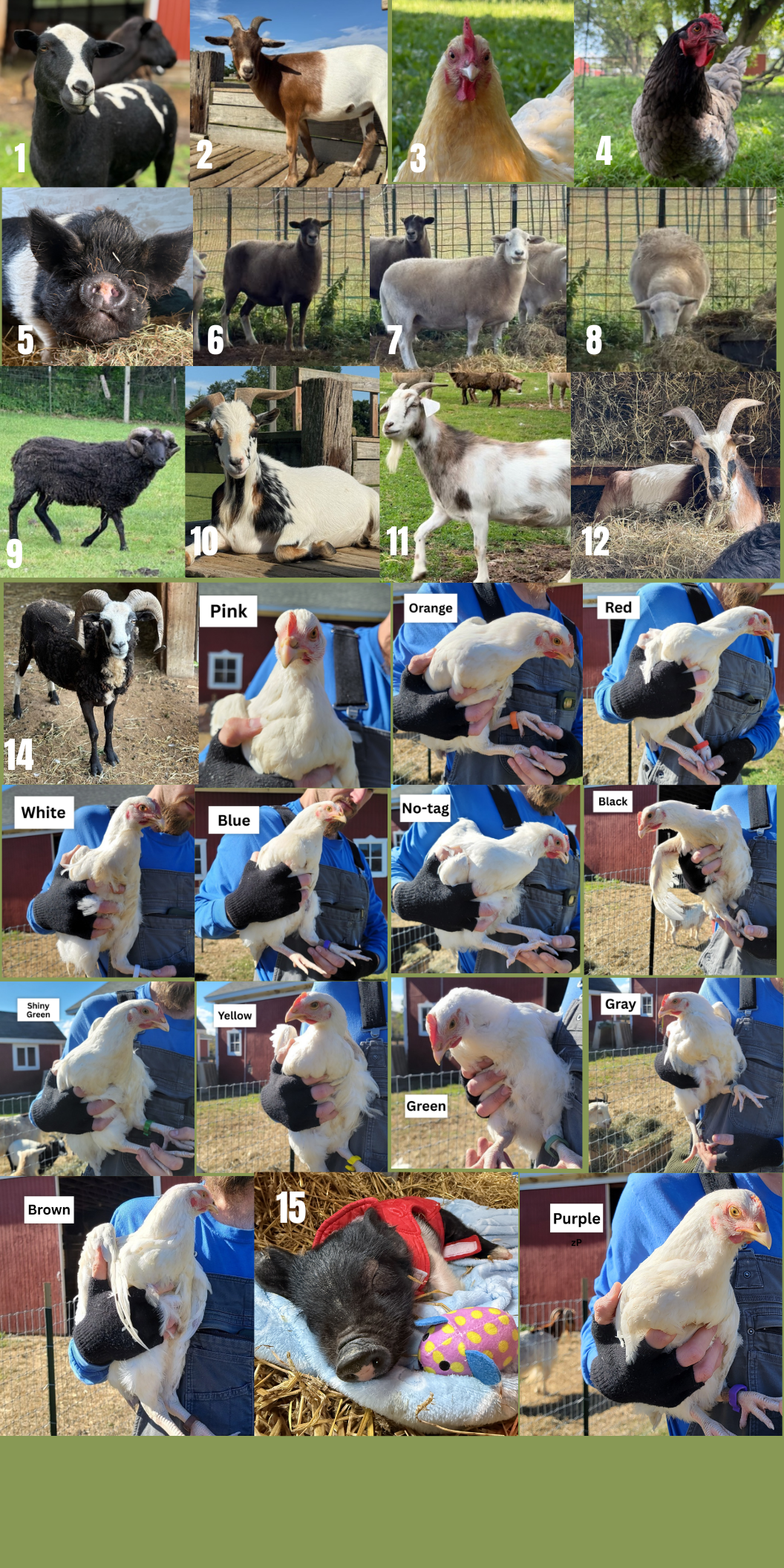 Campaign cover for Name & Sponsor An Animal