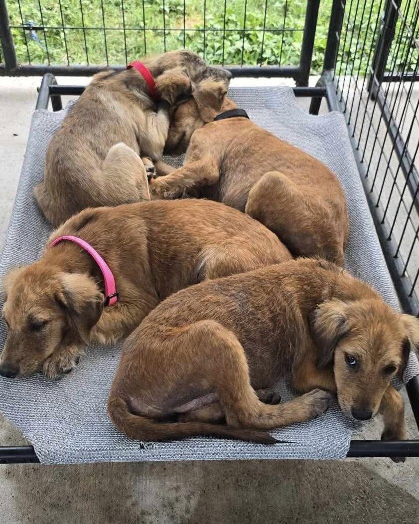 Campaign cover image for TEXAS PARVO FAMILY